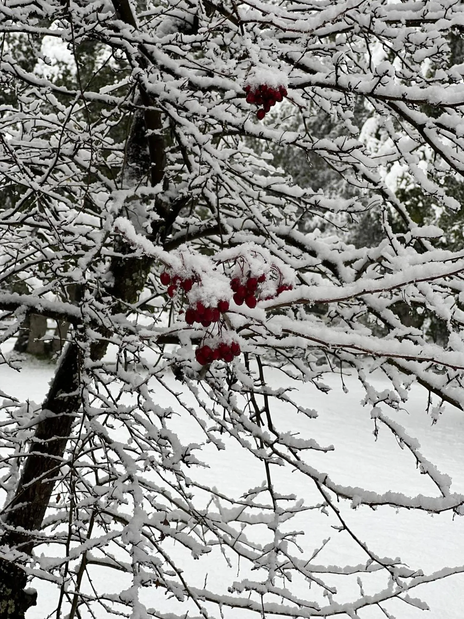 Garden in Solar Selvana - Casas de montaña