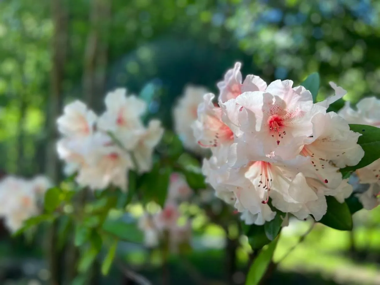 Spring in Solar Selvana - Casas de montaña