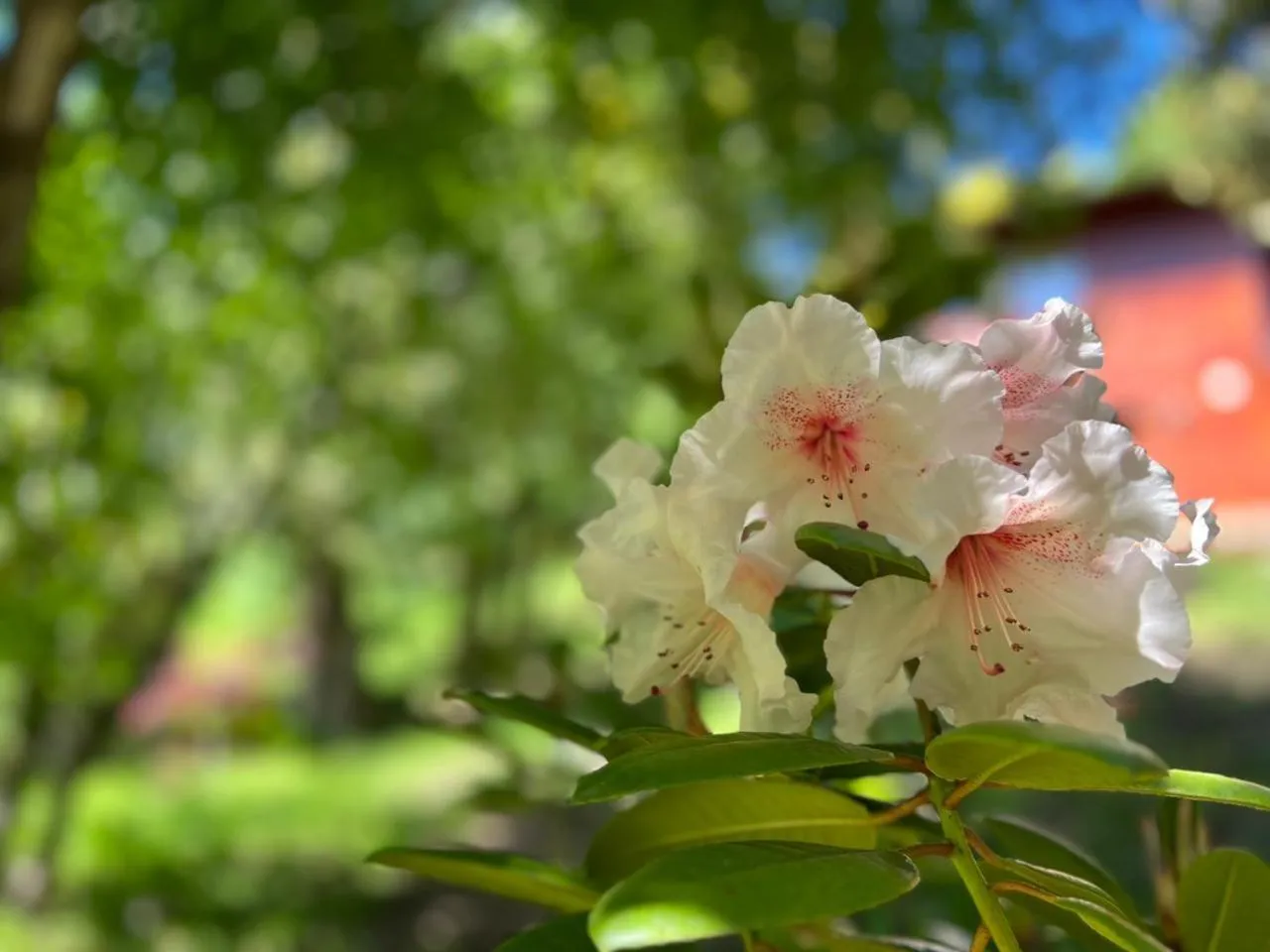 Spring in Solar Selvana - Casas de montaña