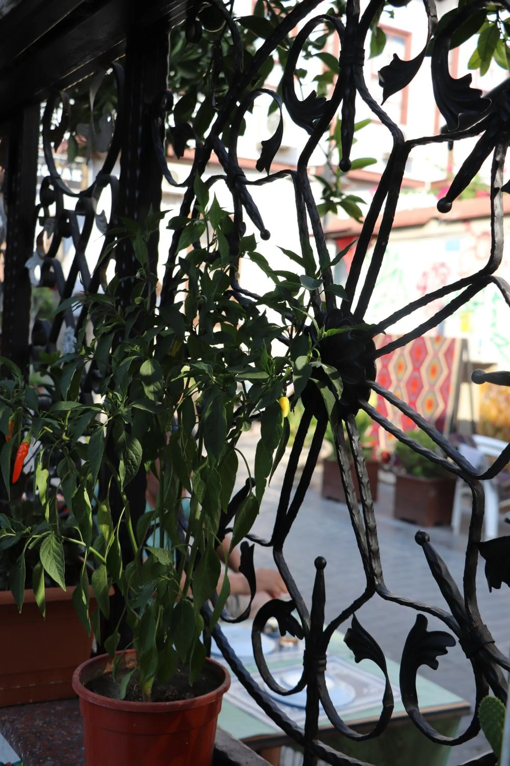 Garden in Tu Casa Linda