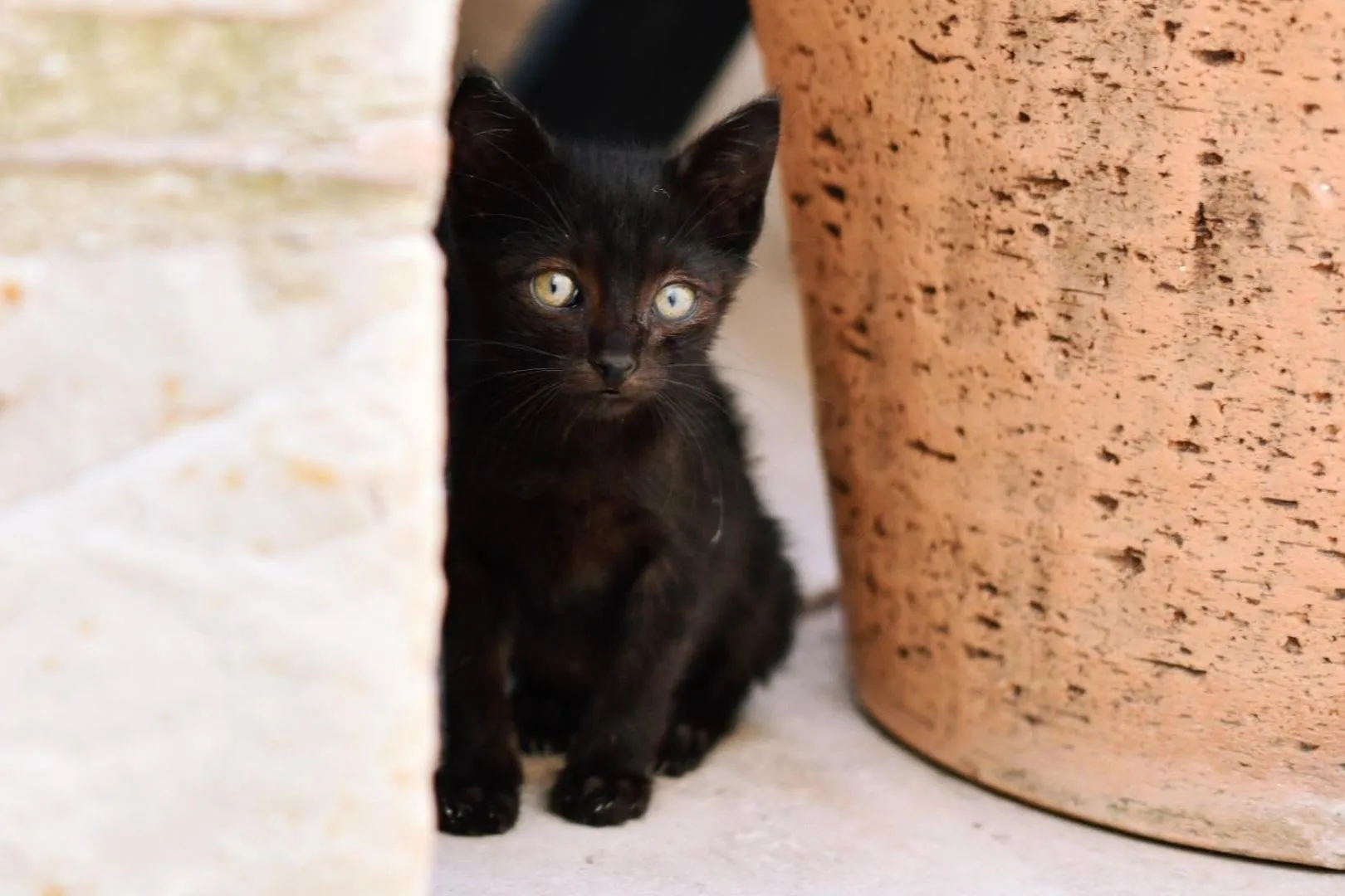 Garden in Villa Ephesus Hotel