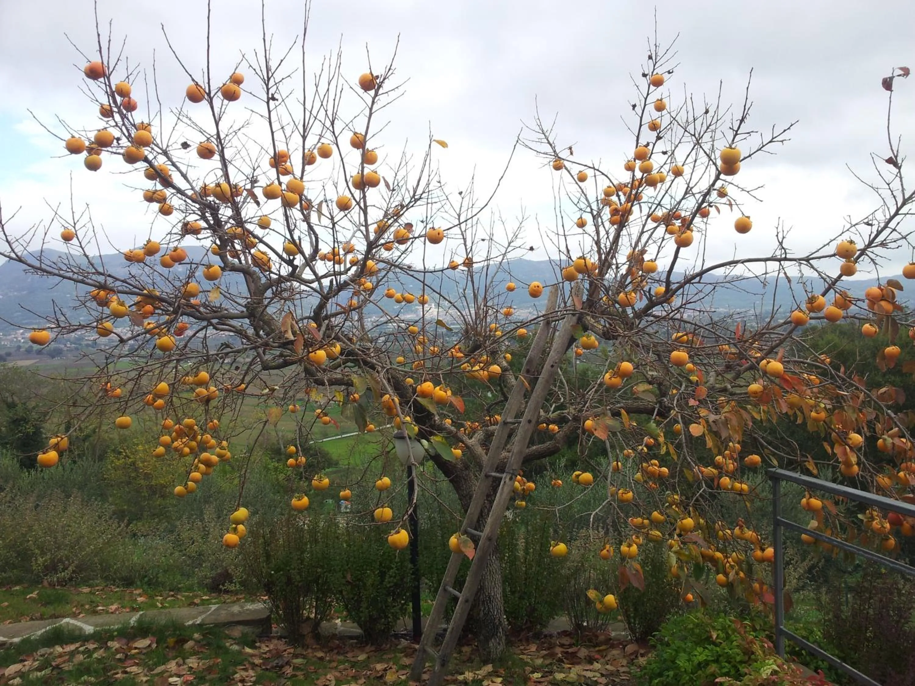 Garden in Fonte Chiara