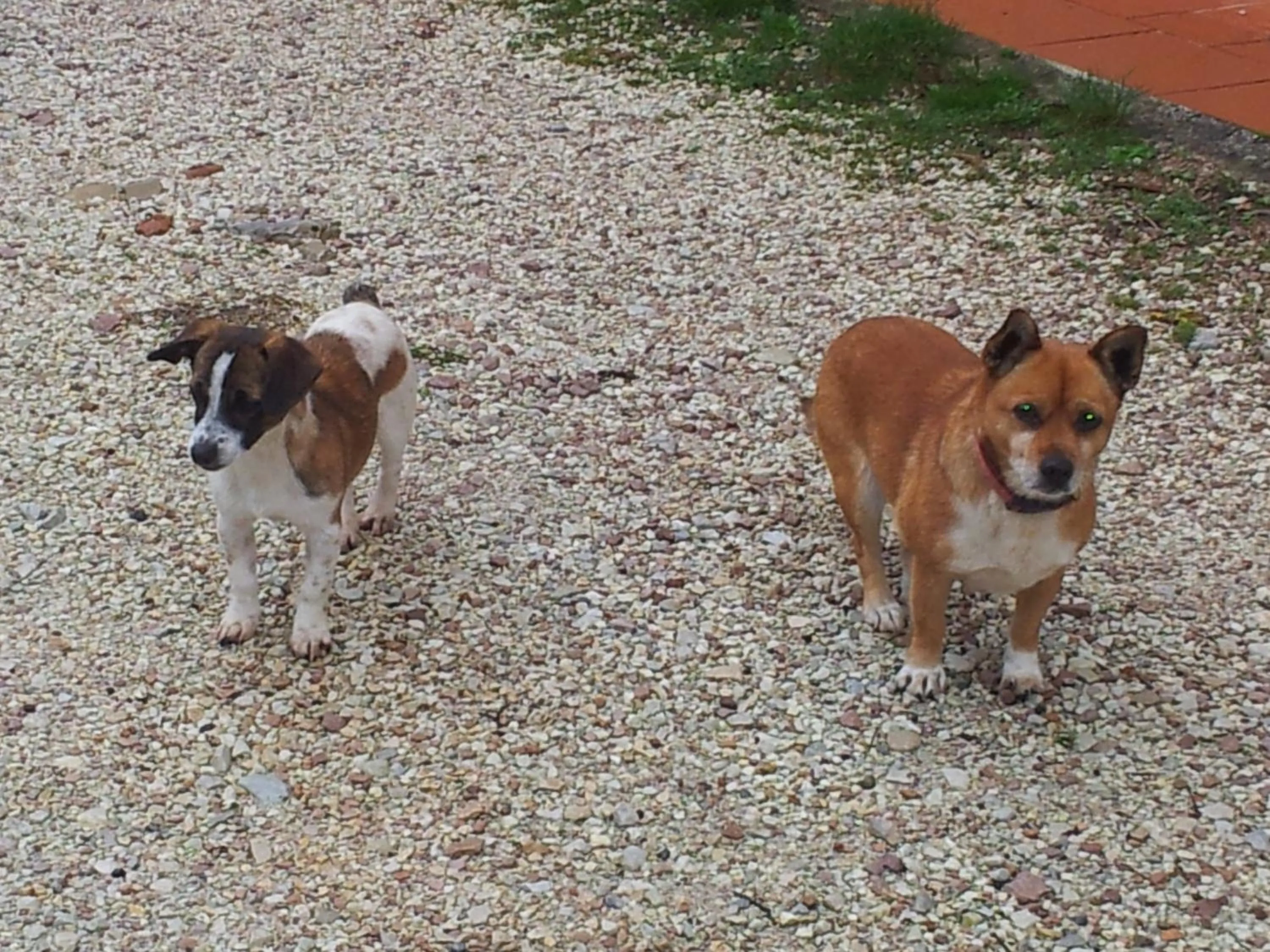 Pets in Fonte Chiara