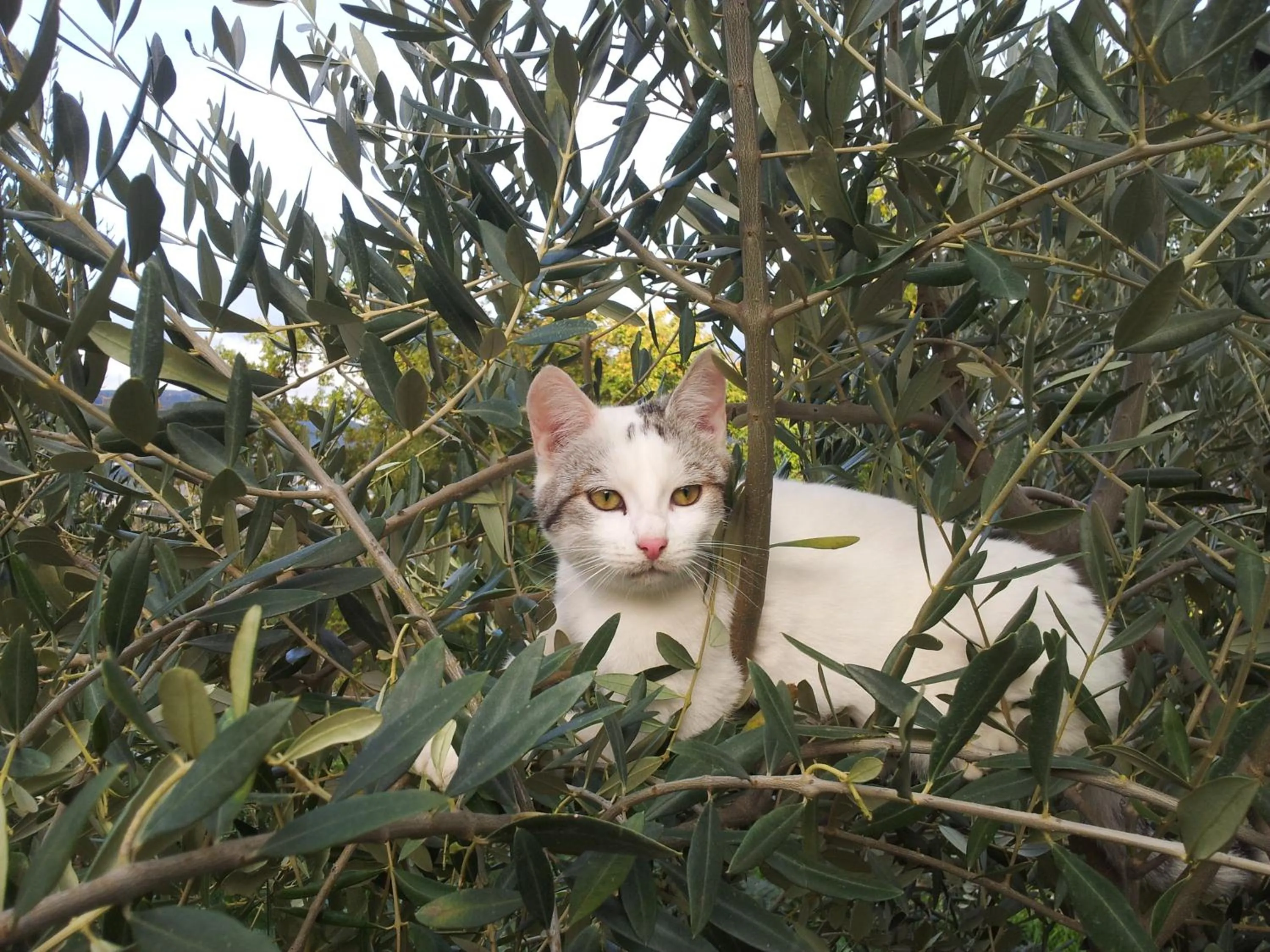 Animals in Fonte Chiara