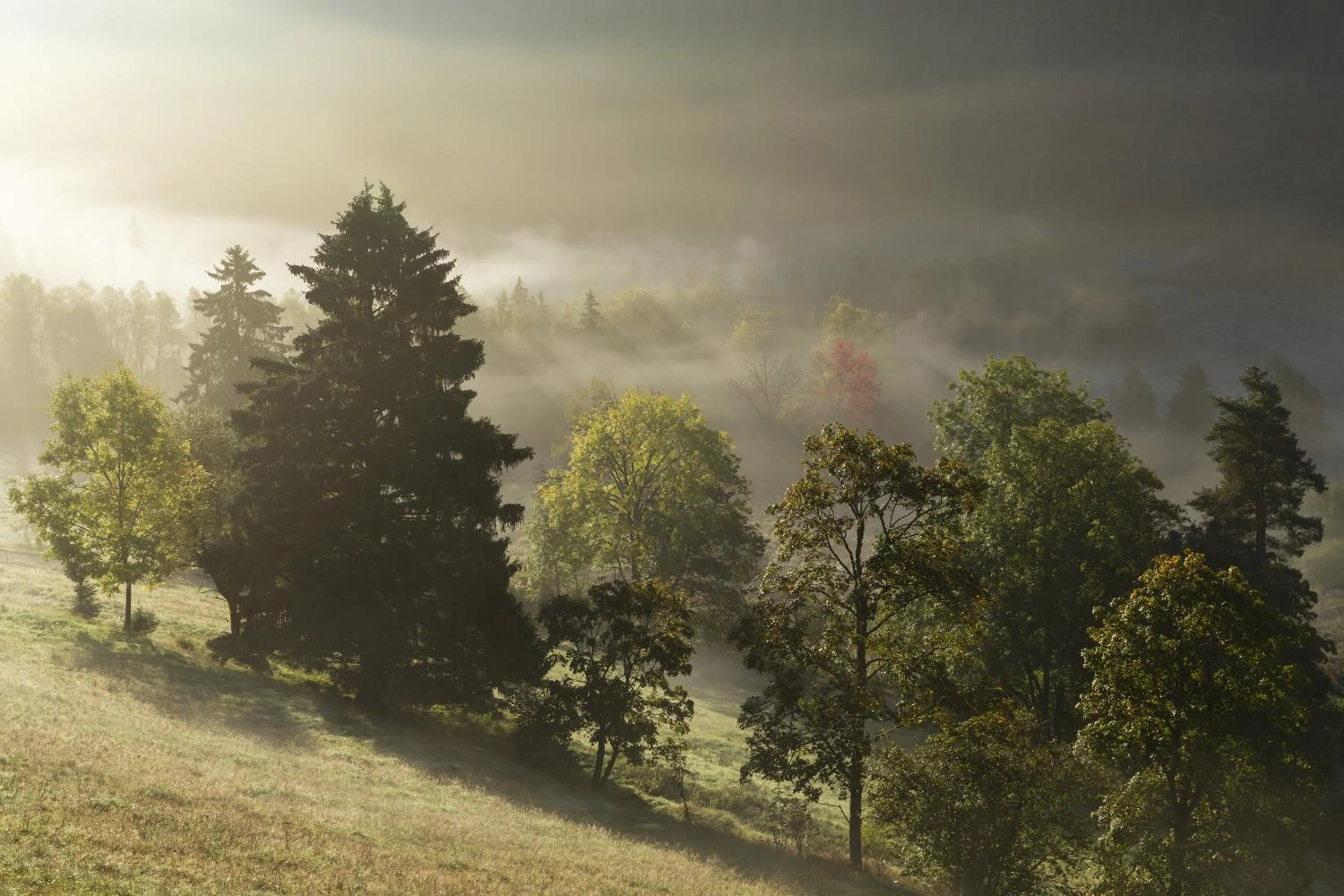 Natural landscape in Hotel Reppert