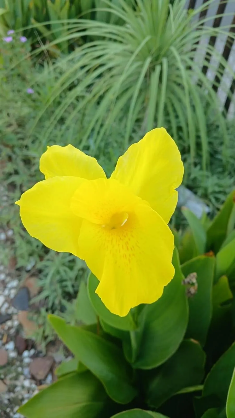 Garden in Upington Inn