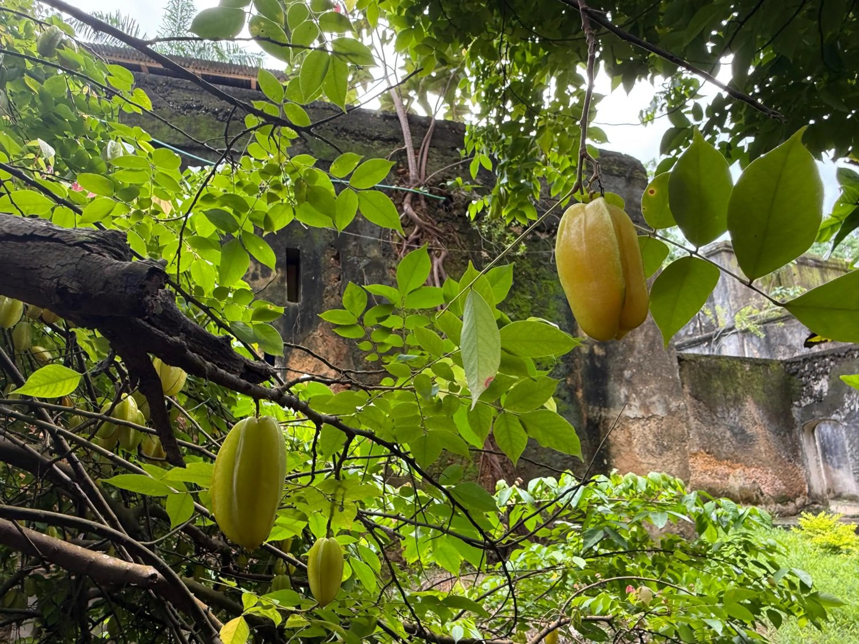 Garden in Mbweni Ruins & Gardens Previously Jungle Paradise
