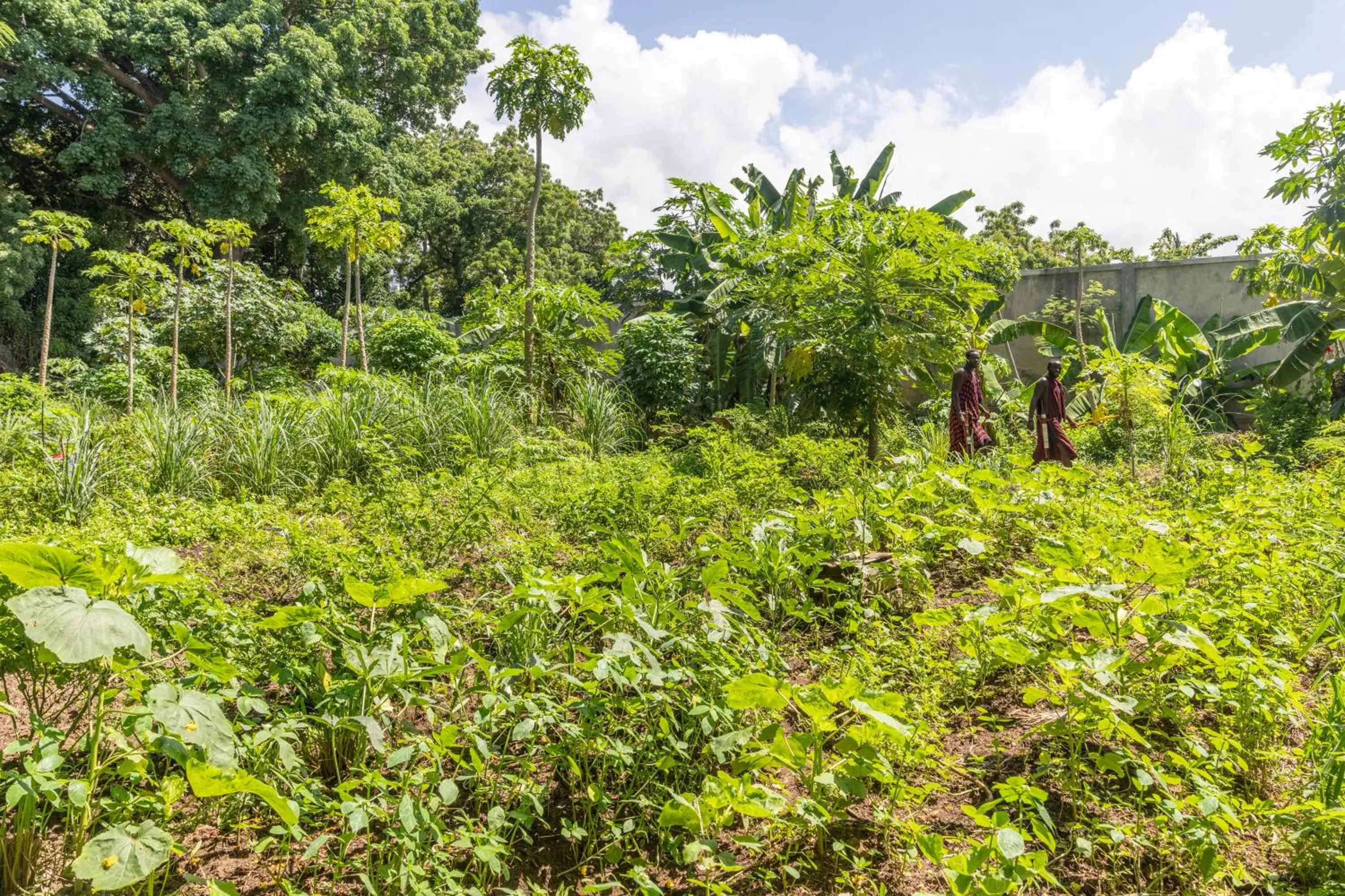 Garden in Mbweni Ruins & Gardens Previously Jungle Paradise