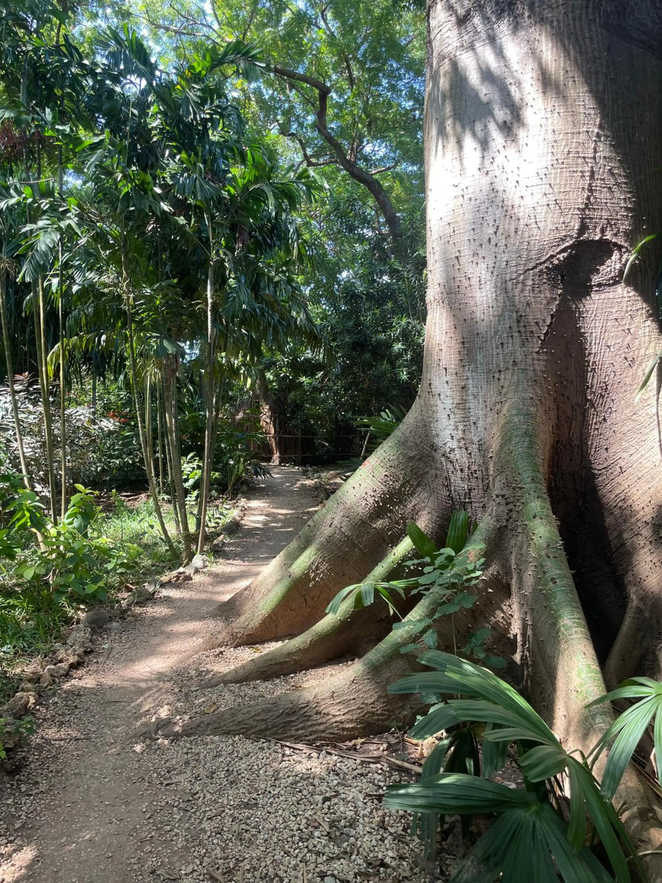 Garden in Mbweni Ruins & Gardens Previously Jungle Paradise