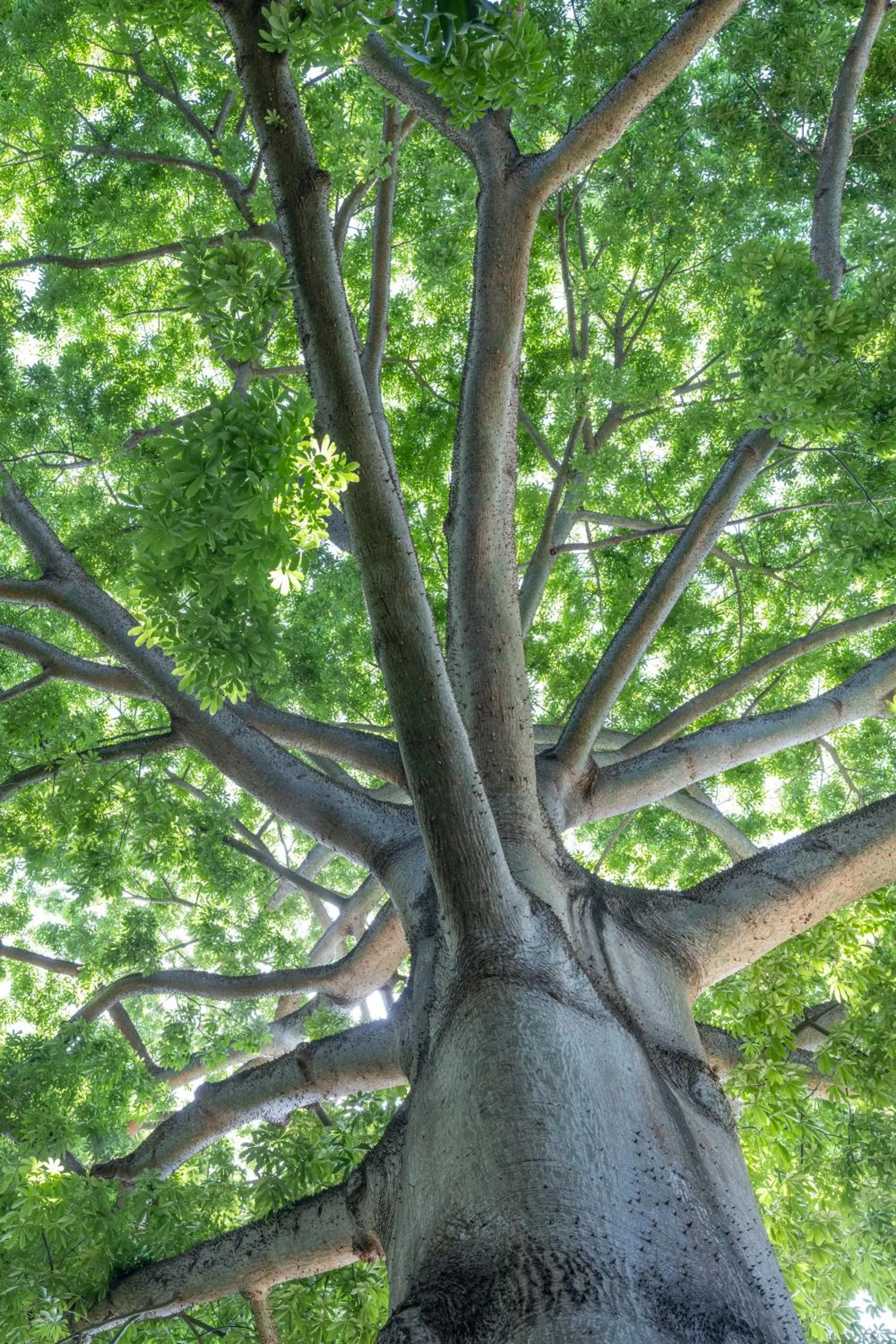 Garden in Mbweni Ruins & Gardens Previously Jungle Paradise
