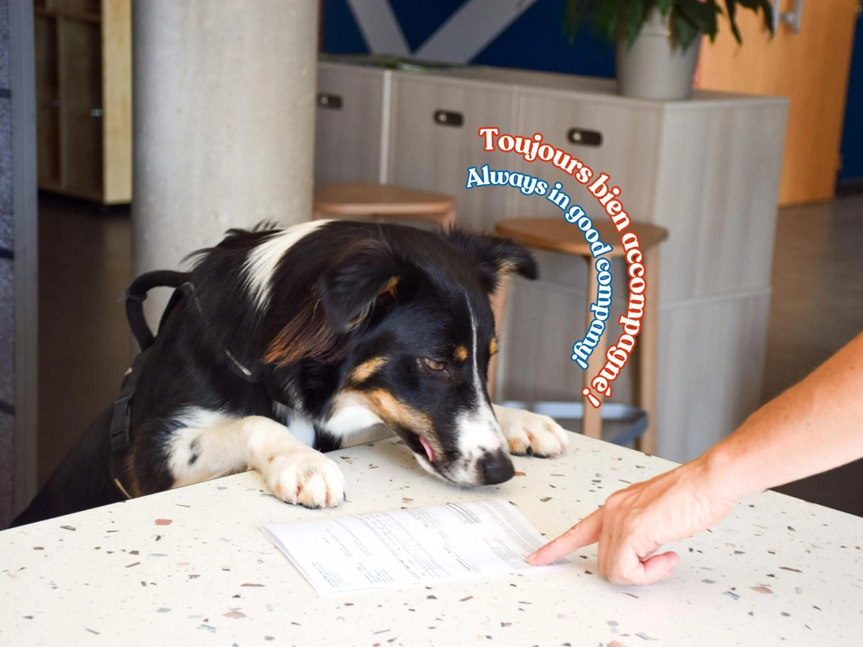 pet friendly in ibis Budget Millau Viaduc