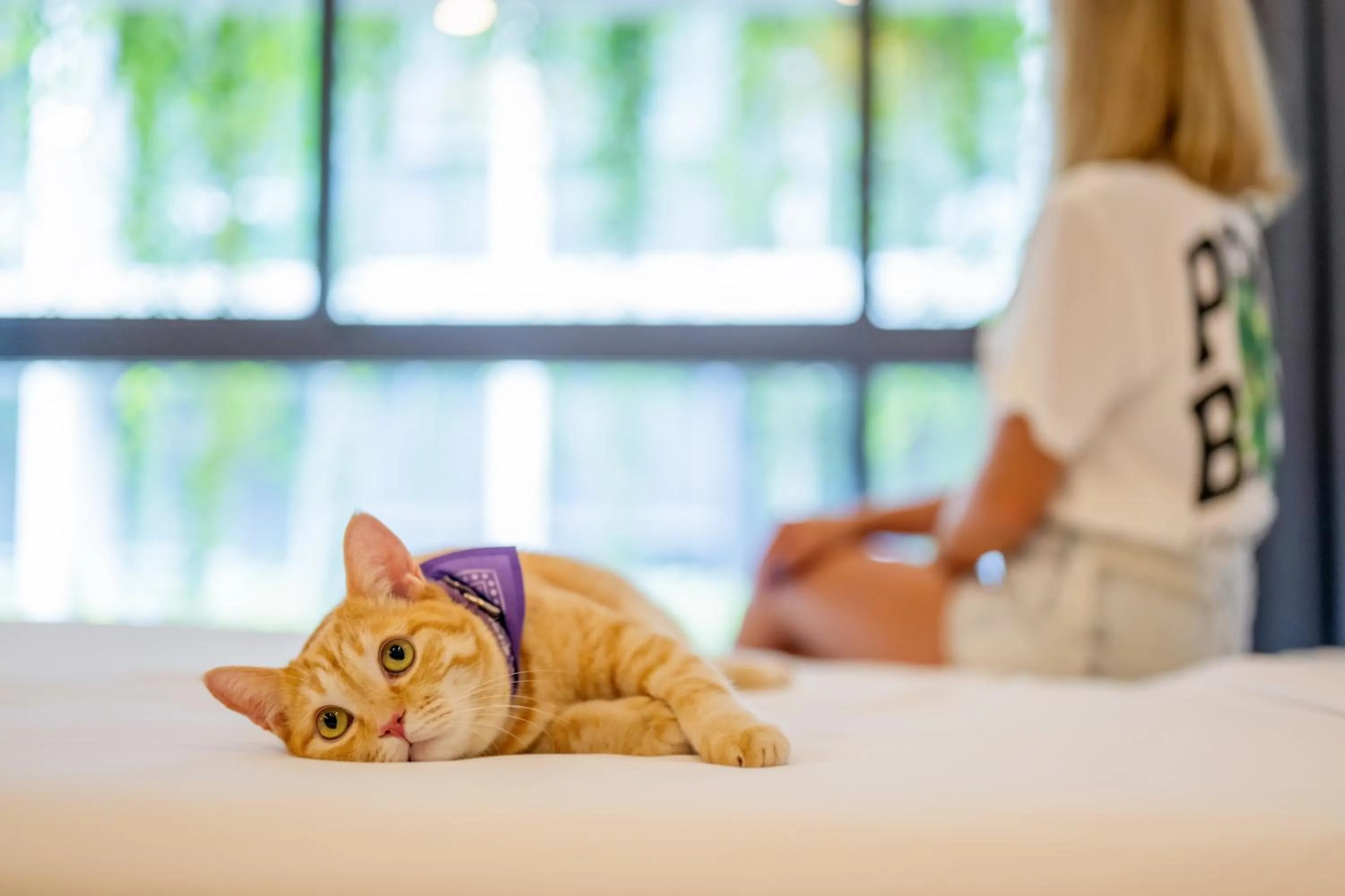 pet friendly in HOMA Phuket Town