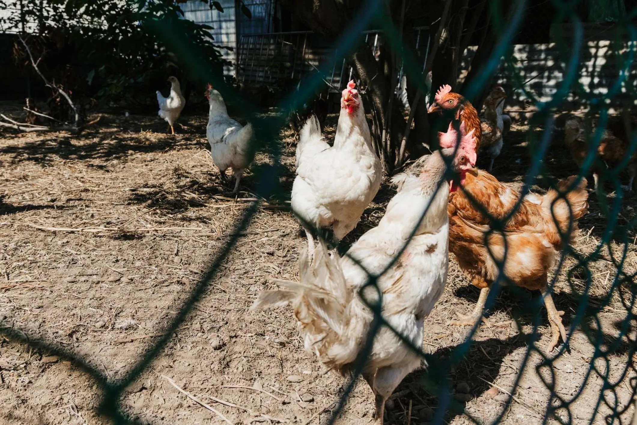 Garden in Santa Maria Apartments