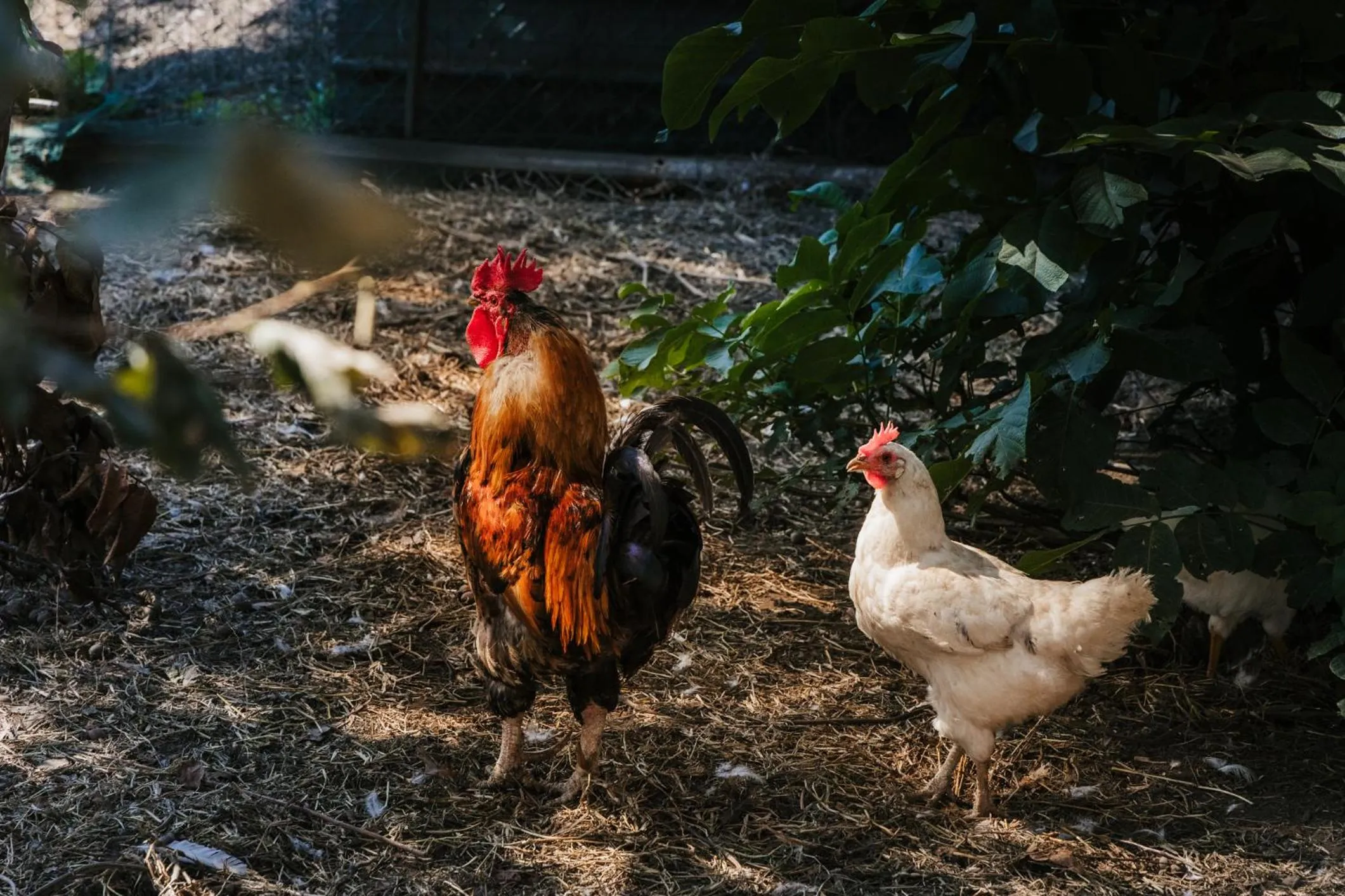 Animals in Santa Maria Apartments