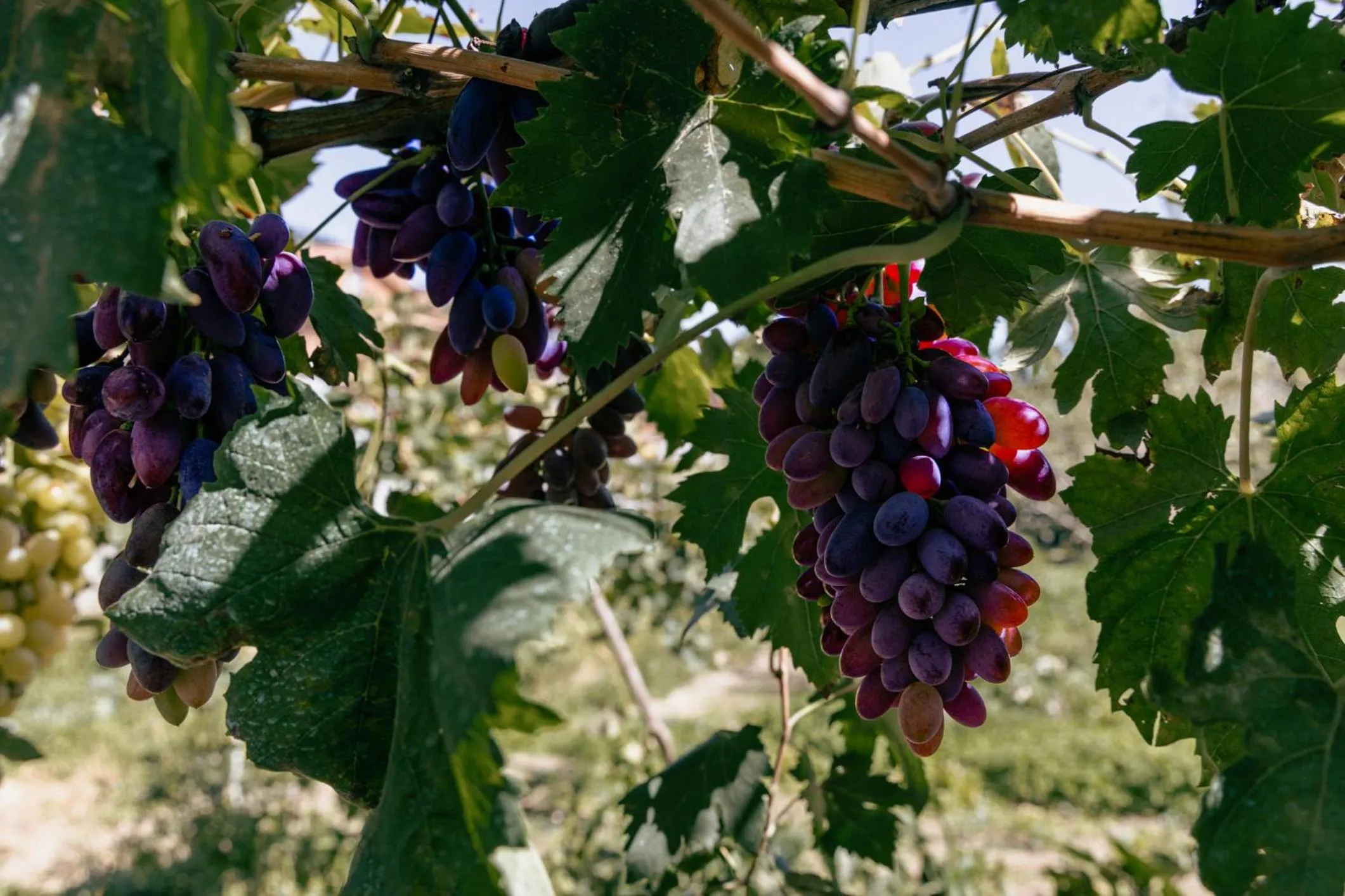 Spring in Santa Maria Apartments