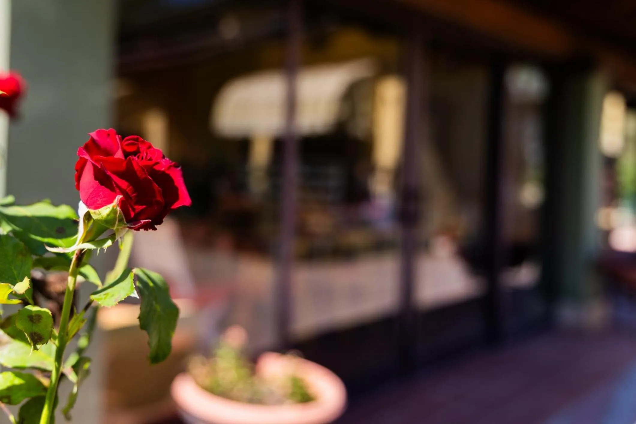 Garden in Santa Maria Apartments