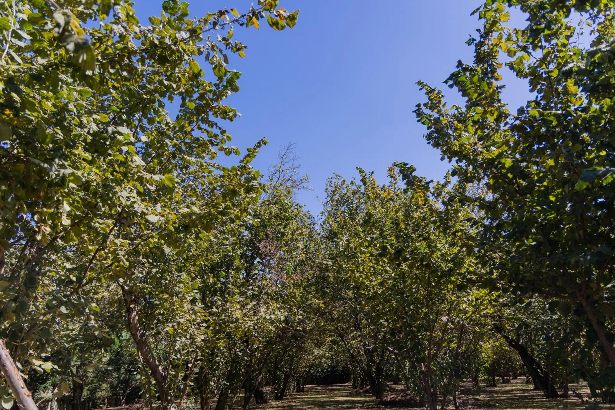 Natural landscape in Santa Maria Apartments