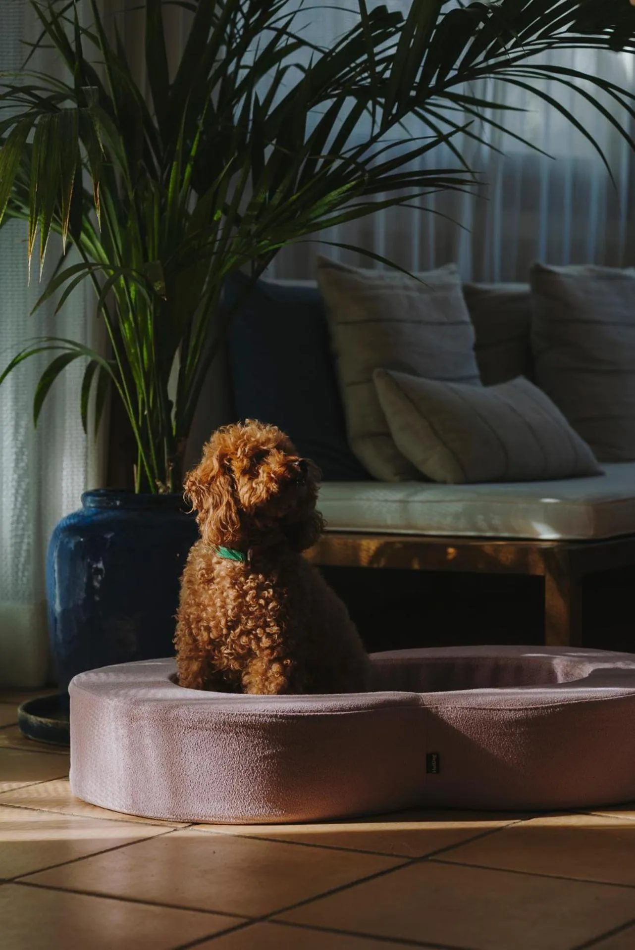 pet friendly in Hotel Casa Nereta