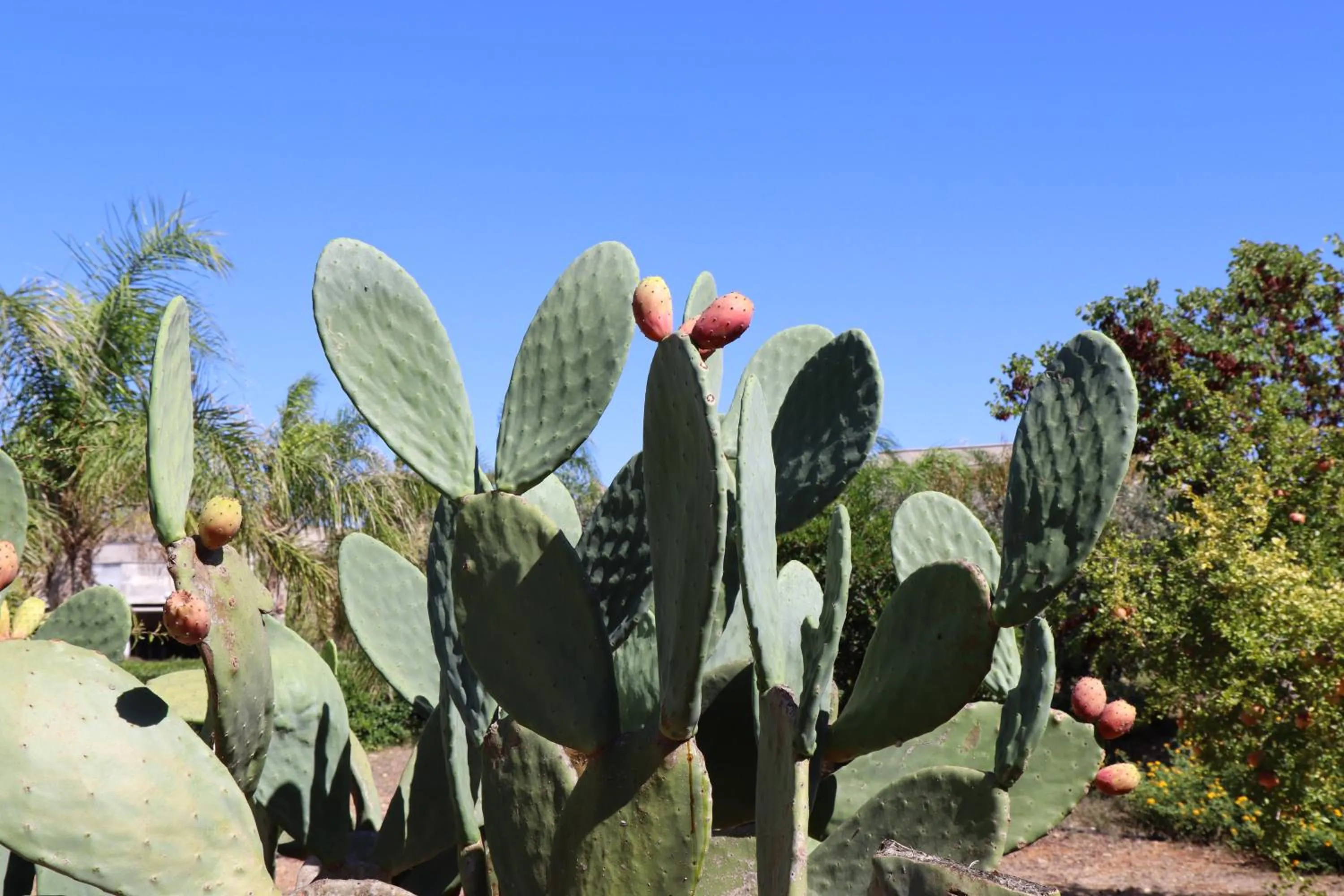 B&B Il Giardino di Paola