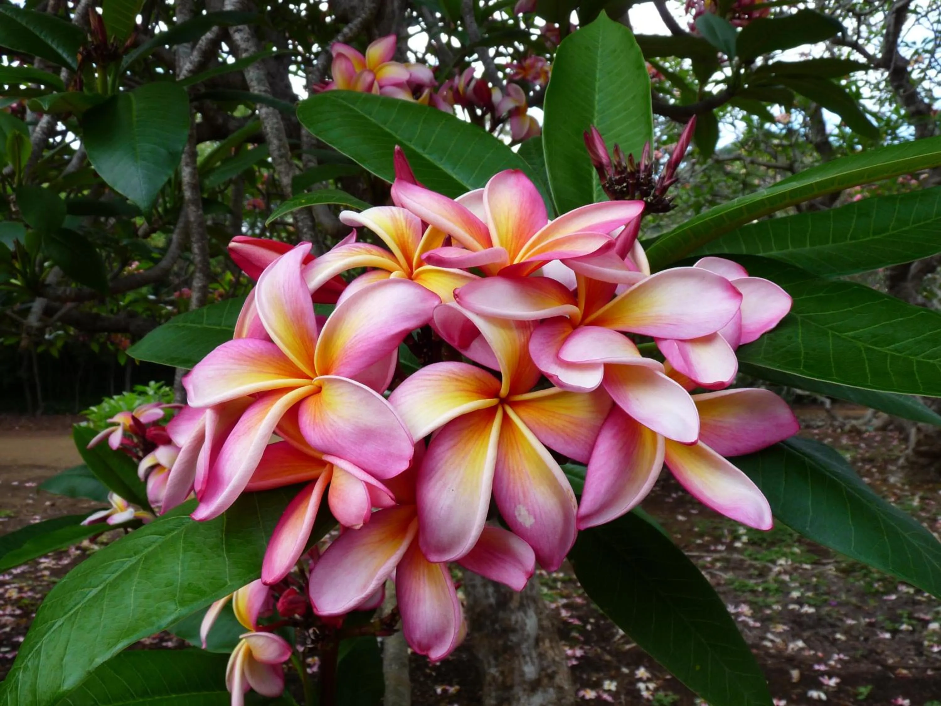 Garden in Kiahuna Plantation 96, Poipu Beach, Club Membership, Part Ocean View, Kids Toys