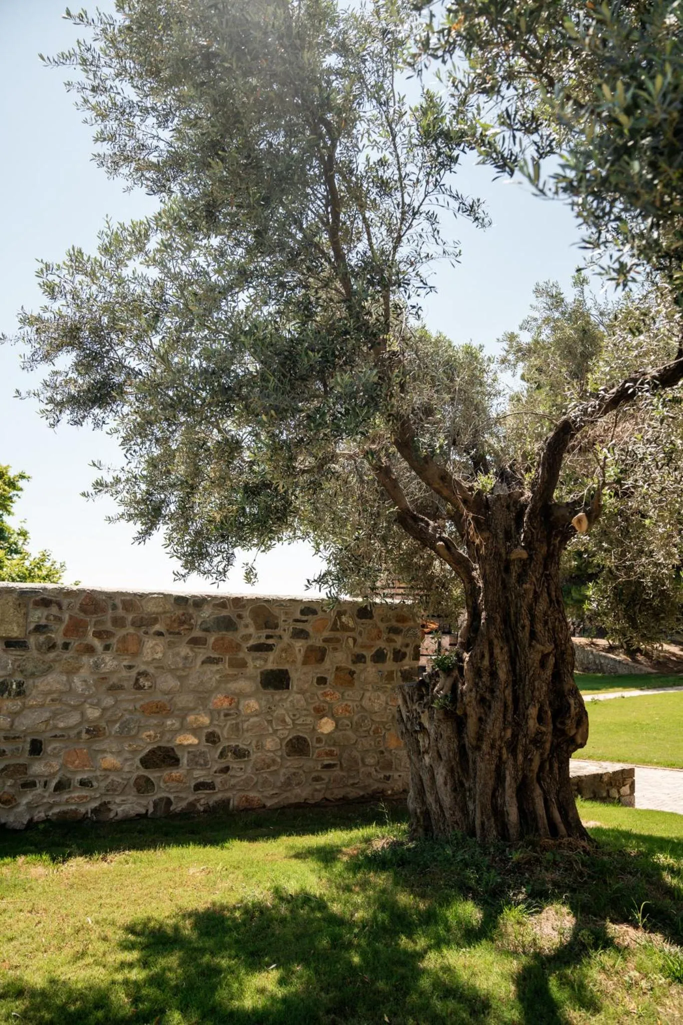 Garden in Kaminos Evia