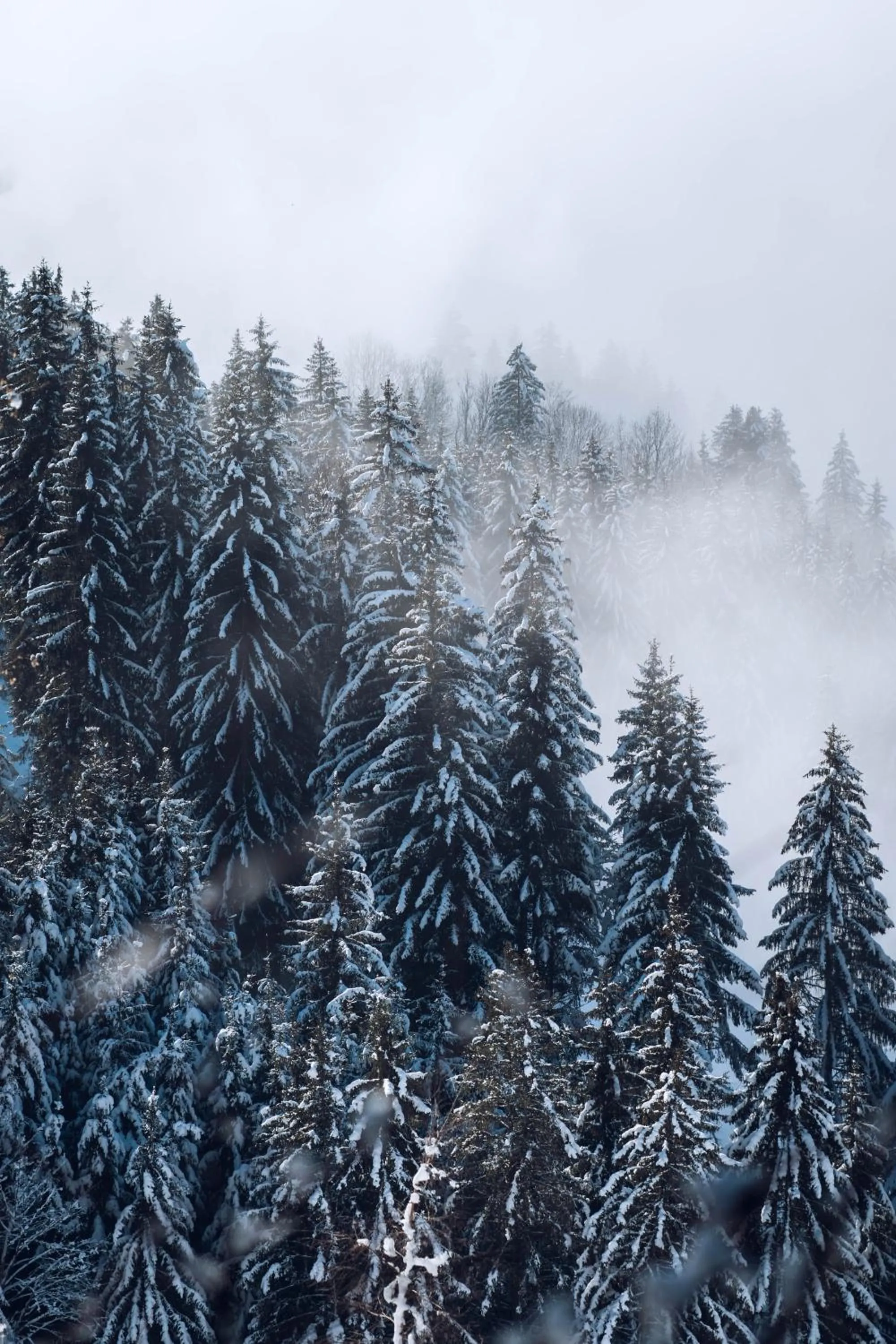 Natural landscape in Hotel Jungfraublick
