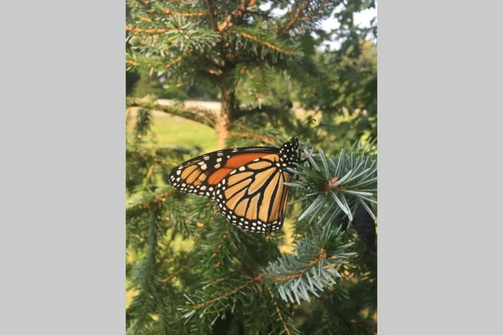 The MountainSide by Escapades Tremblant