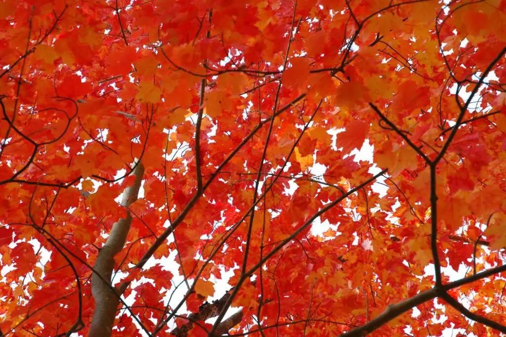 The MountainSide by Escapades Tremblant