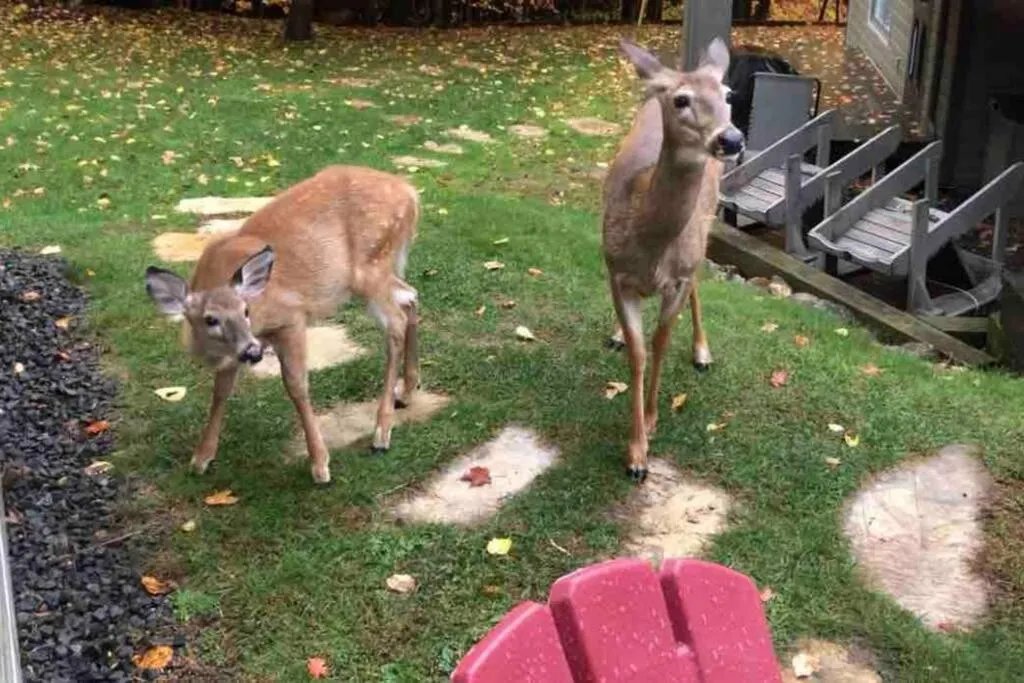 The MountainSide by Escapades Tremblant