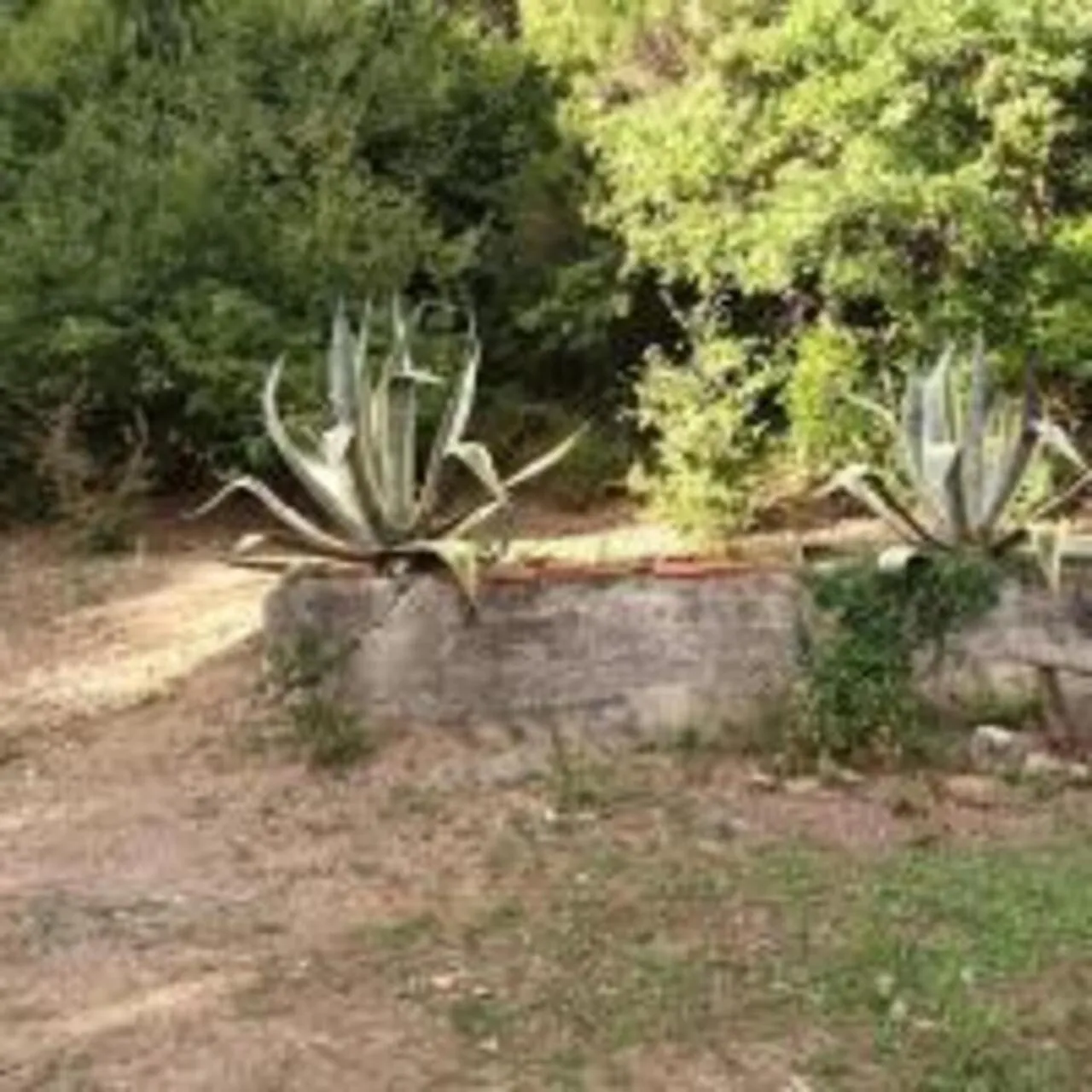 Garden in La casa nel bosco