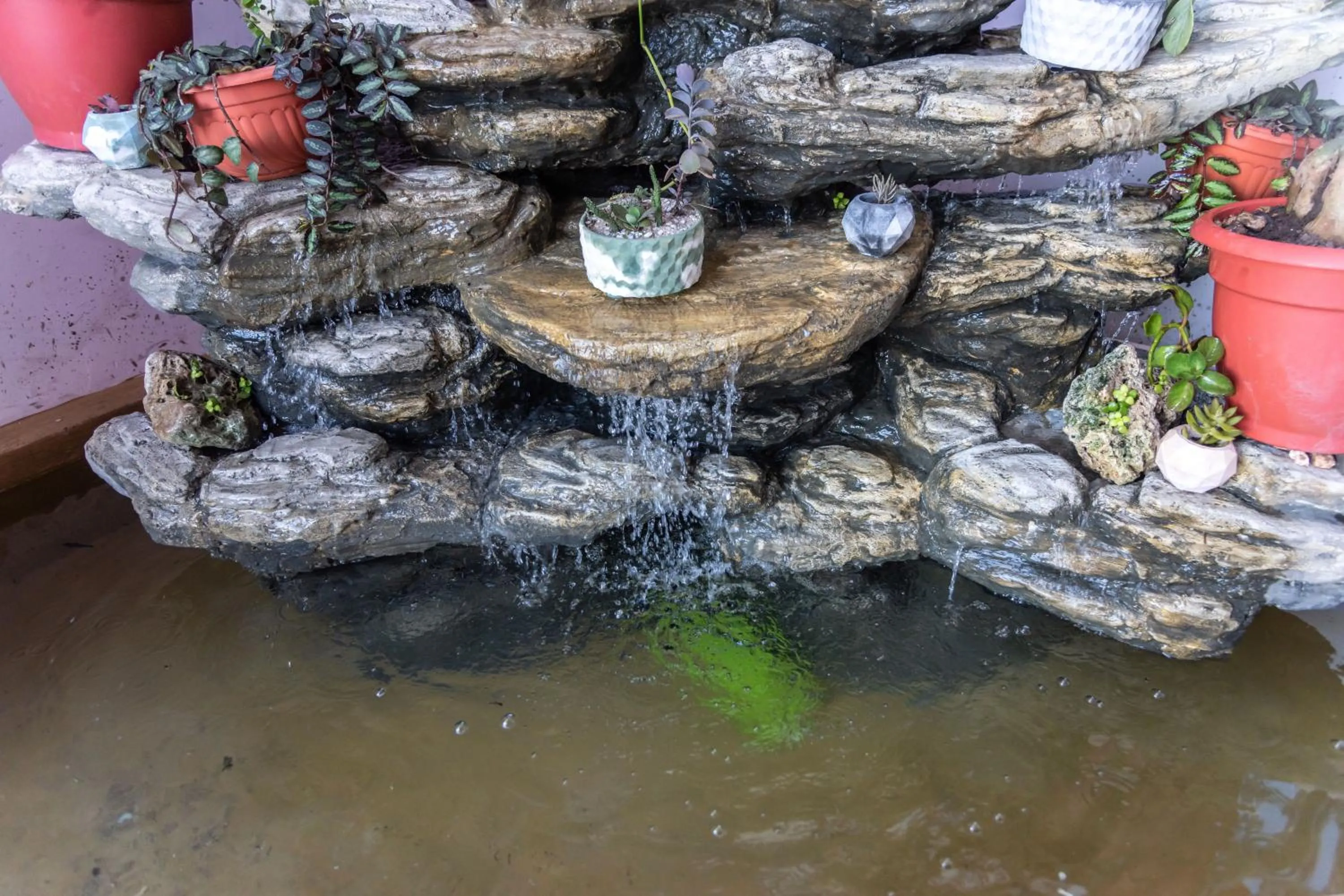 Animals in Pauraque Soho Hotel