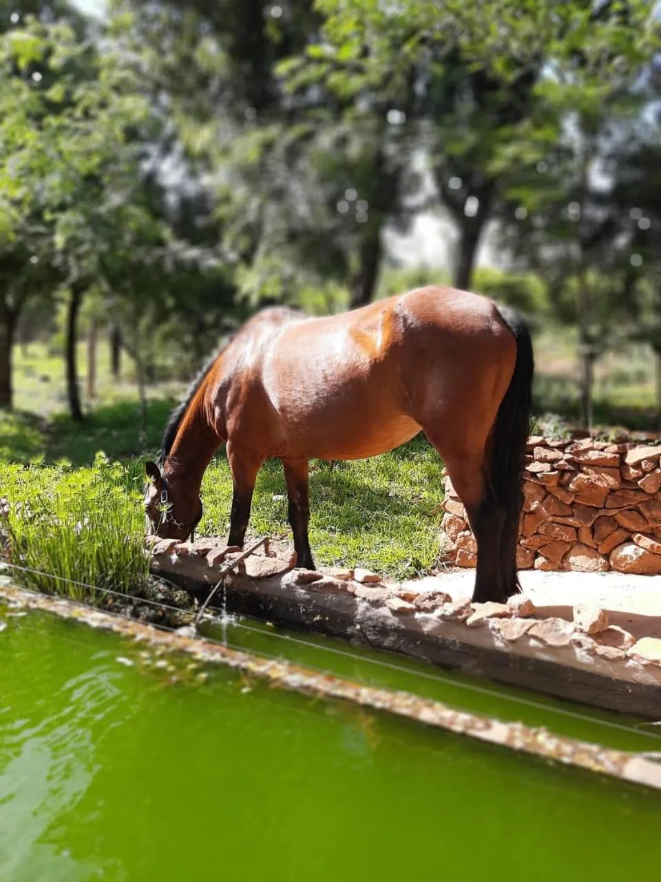 Animals in Little Forest Farm