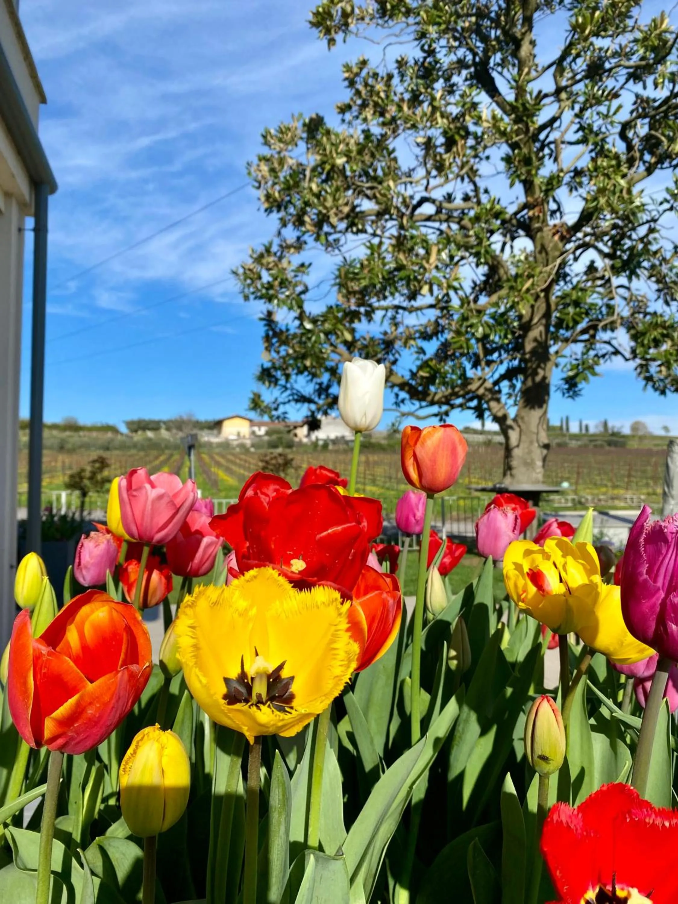 Garden in ROSETO HOLIDAYS AZZURRO