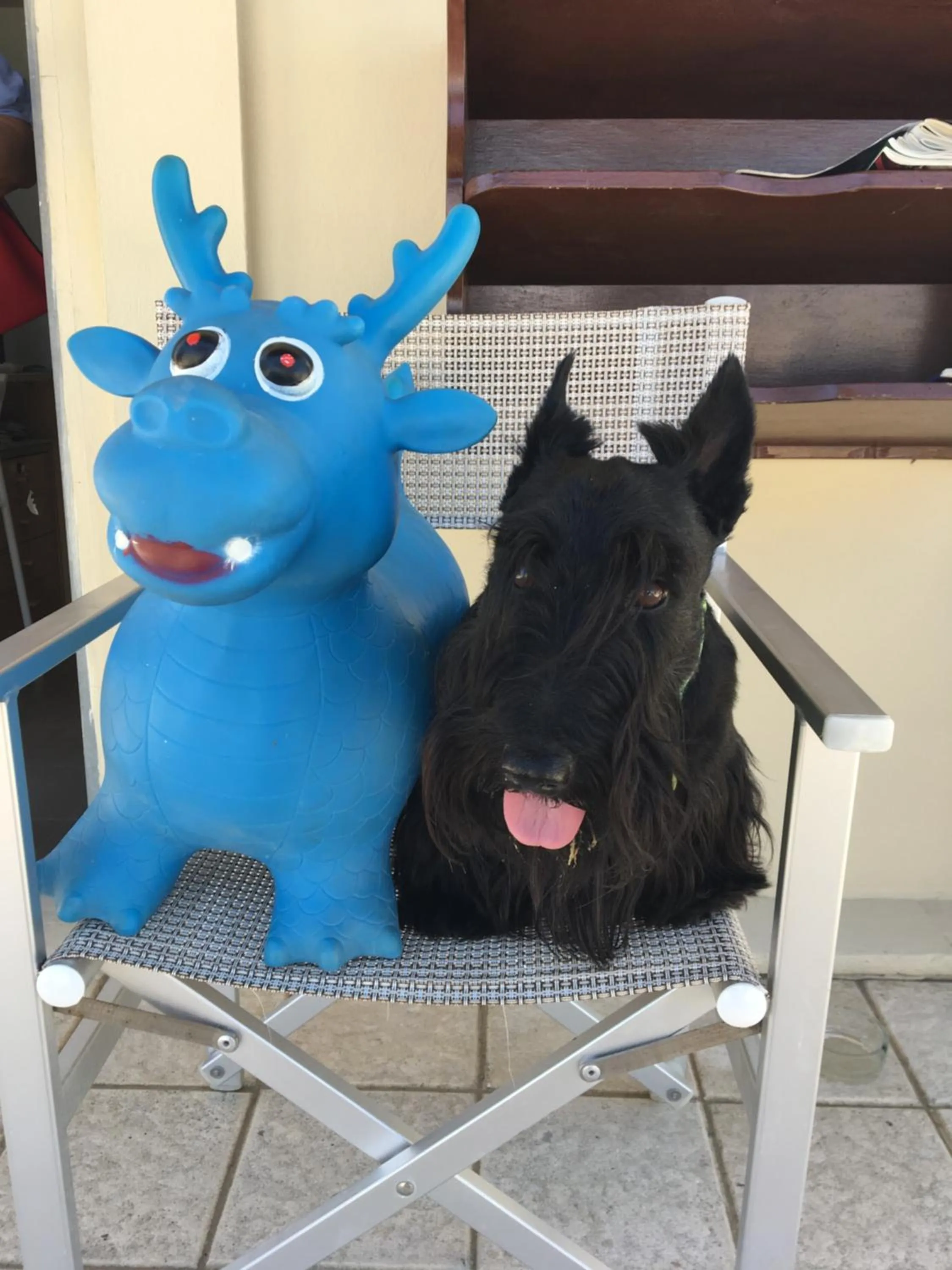 Pets in Hotel Stella Alpina