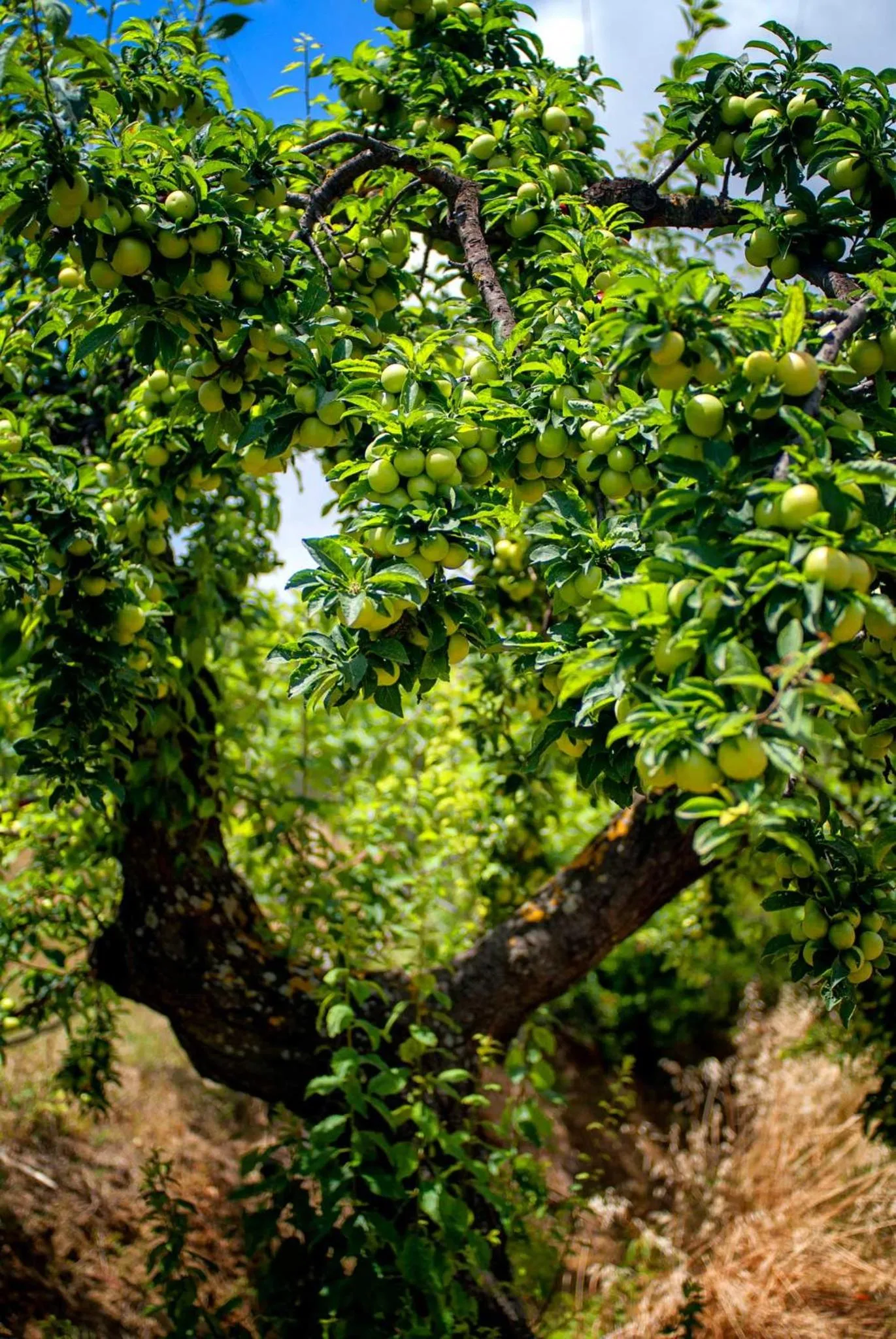 Garden in Efrosini Village