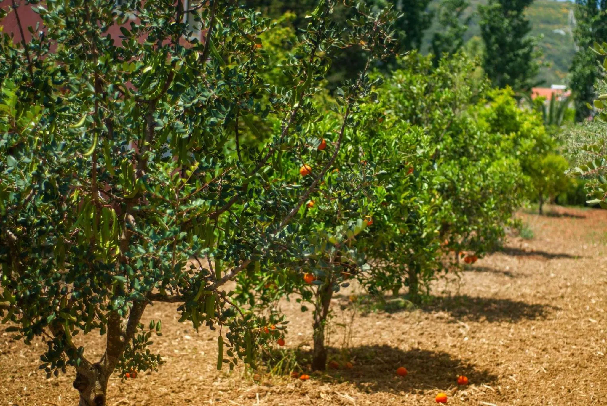 Garden in Efrosini Village