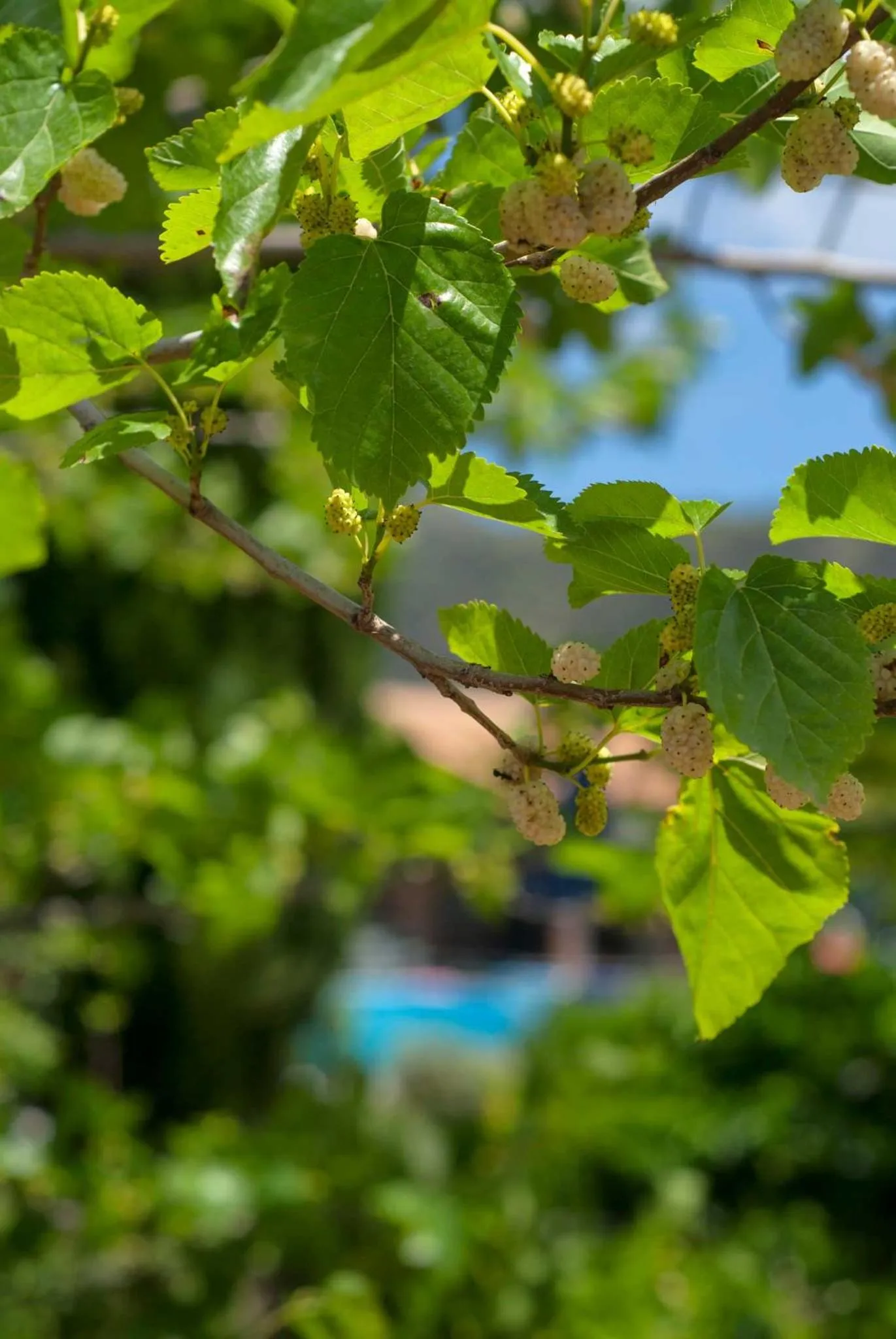 Garden in Efrosini Village