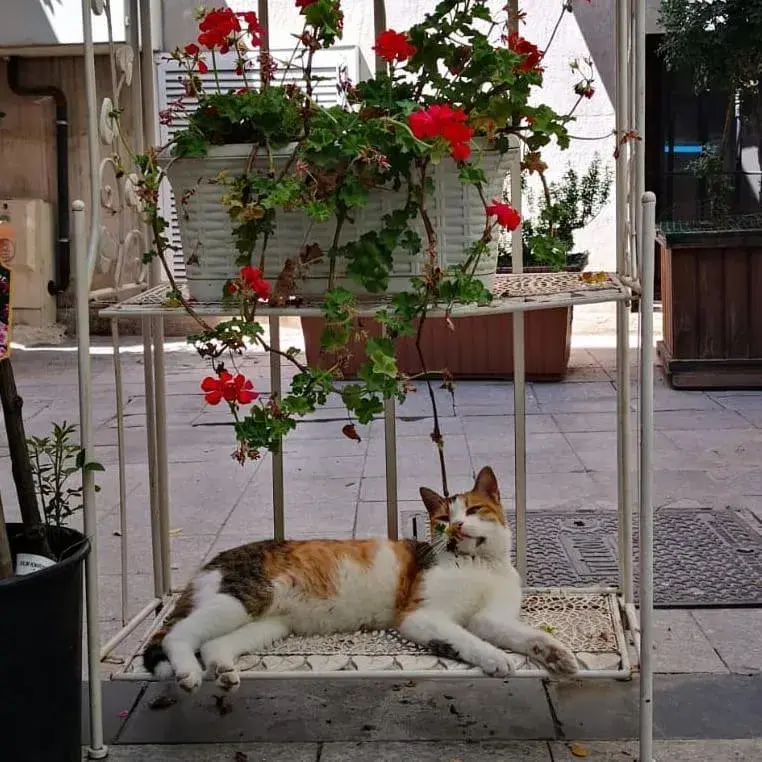 Quiet street view in Gafa Garden Hostel & Apartments - Great Location Quiet street view in Gafa Garden Hostel & Apartments - Great Location