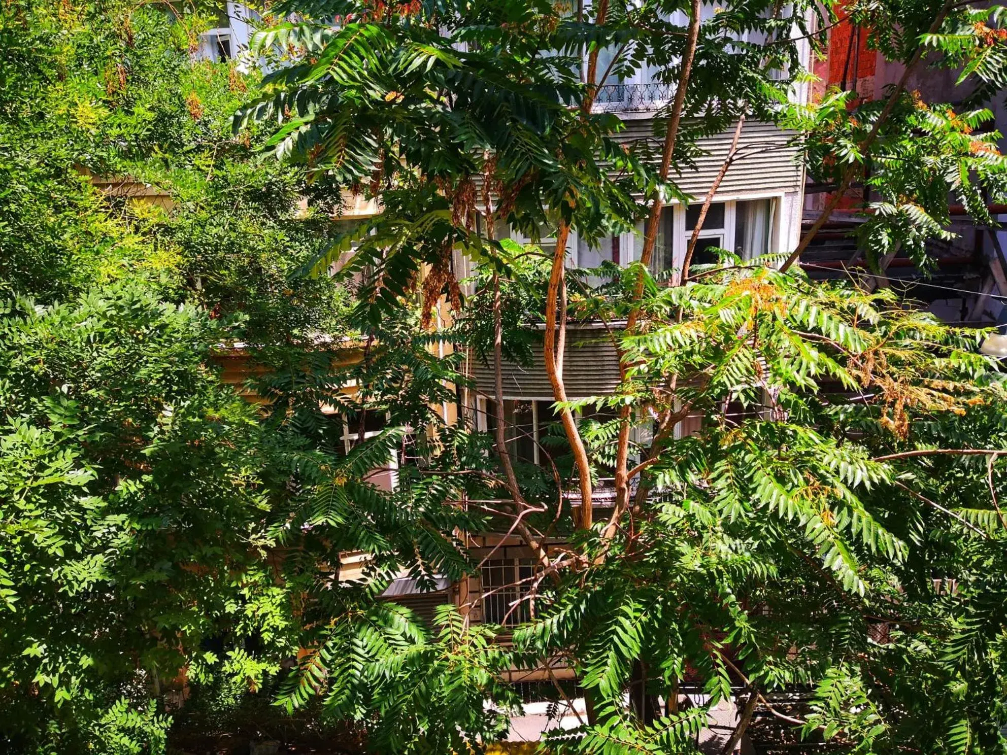 Garden view in Gafa Garden Hostel & Apartments - Great Location Garden view in Gafa Garden Hostel & Apartments - Great Location