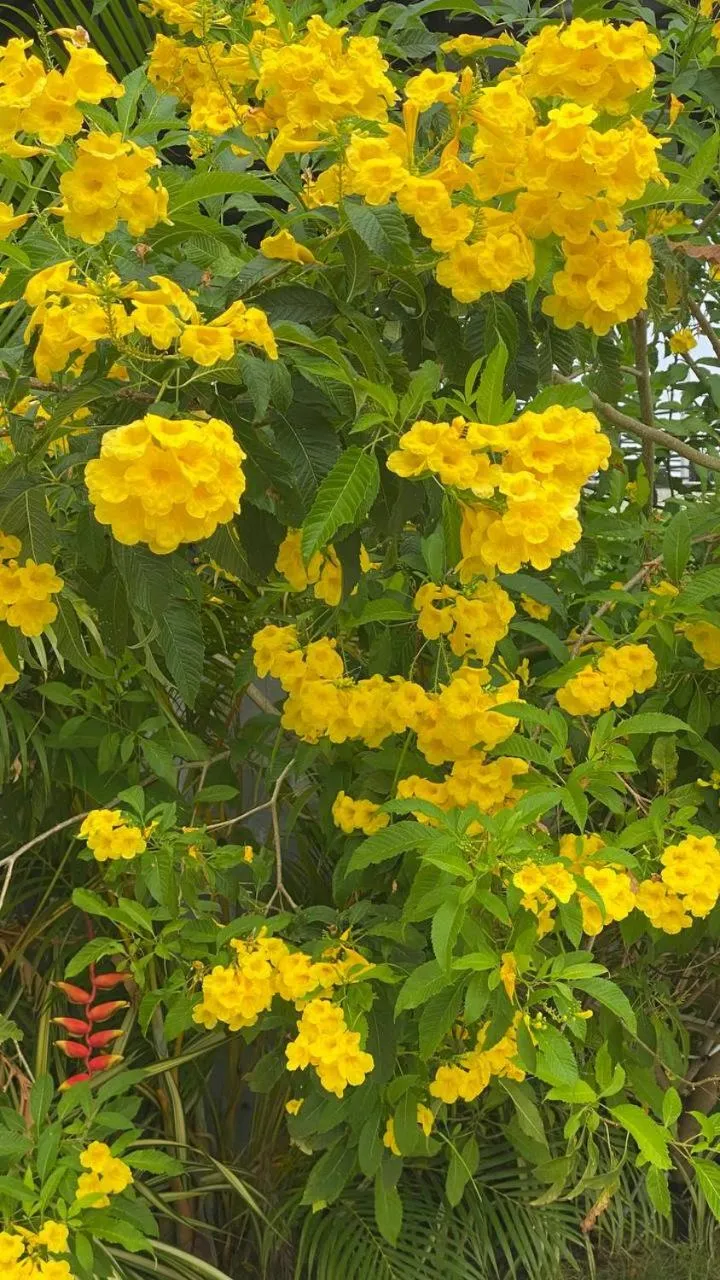 Garden in Damnak Borey Resort