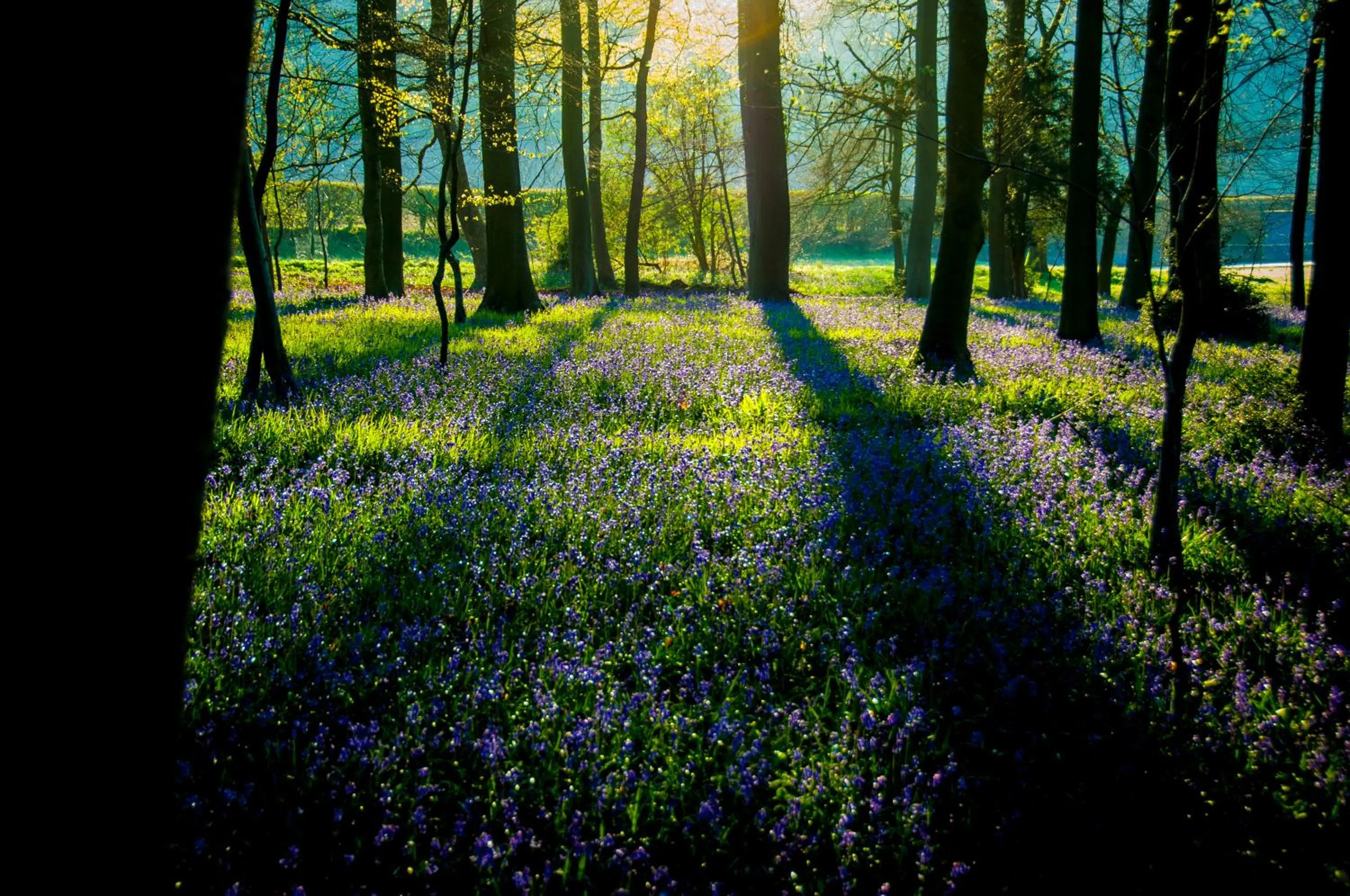 Natural landscape in The Chilterns Fox