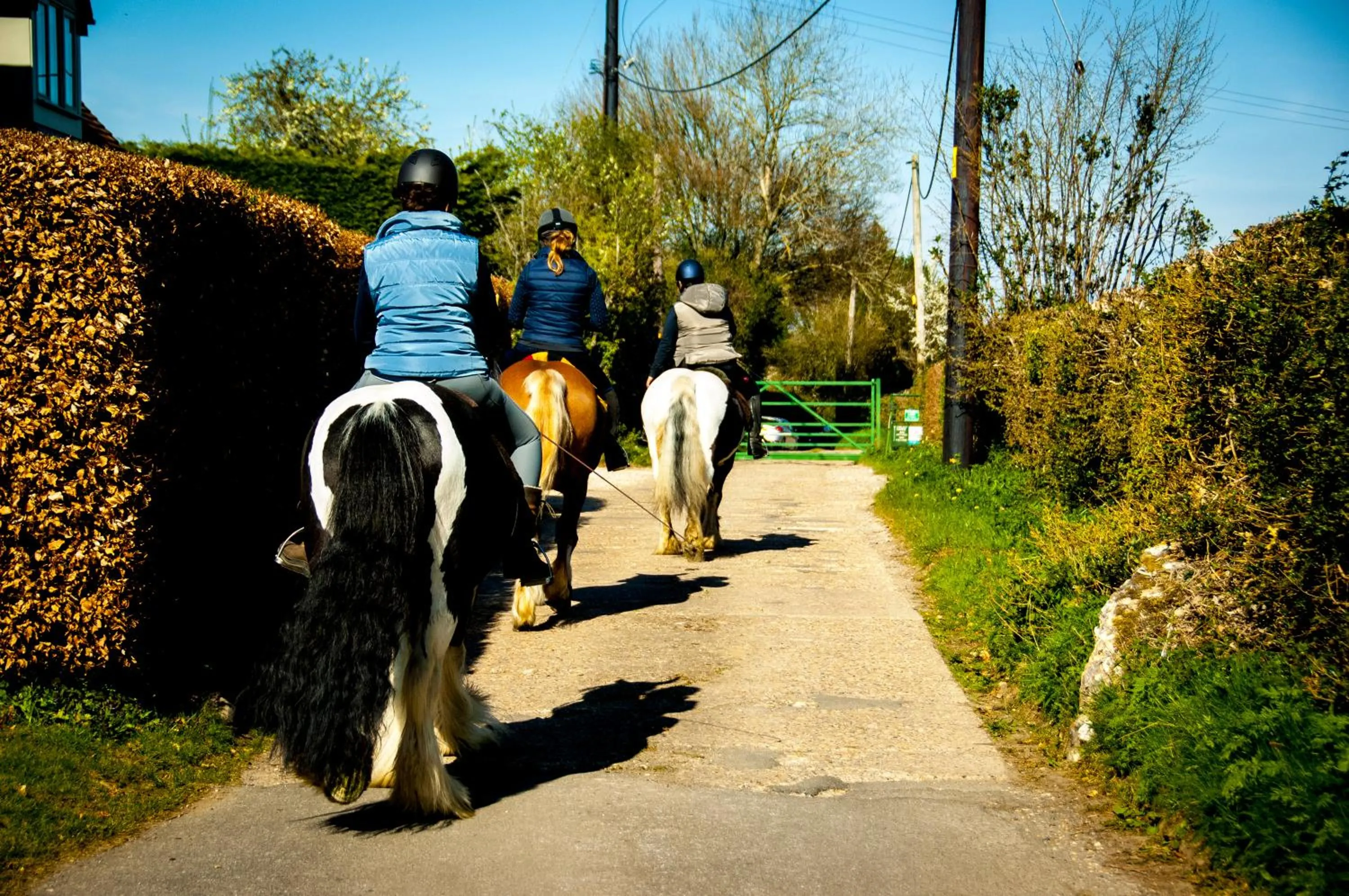 Activities in The Chilterns Fox