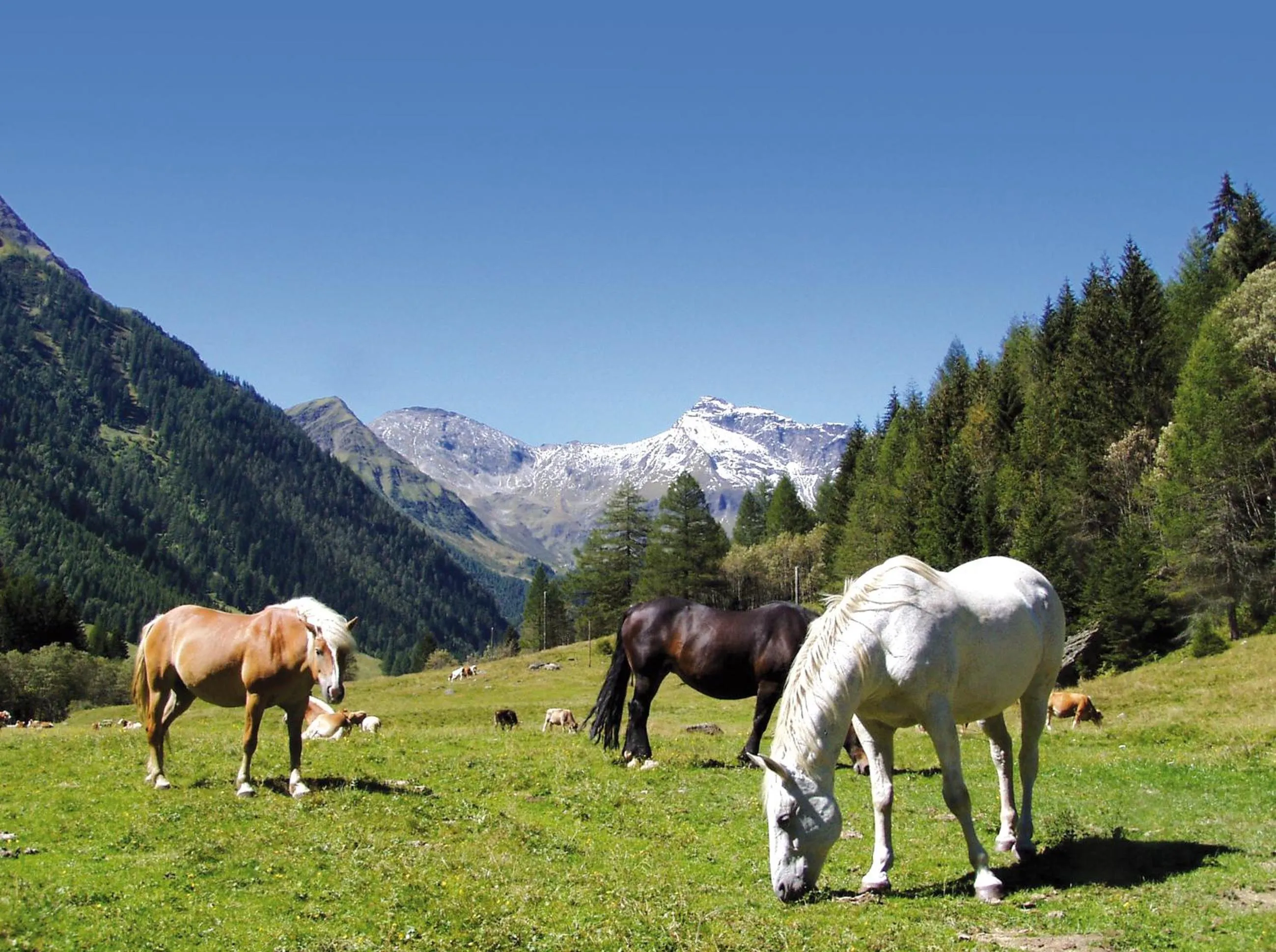 Spring in Apartments Hohenberger Mallnitz - Mein Platz in den Bergen!
