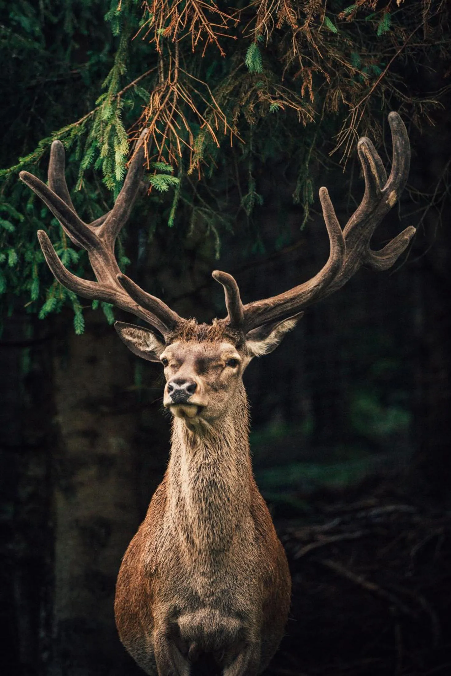 Natural landscape in Torghele's Wald & Fluh