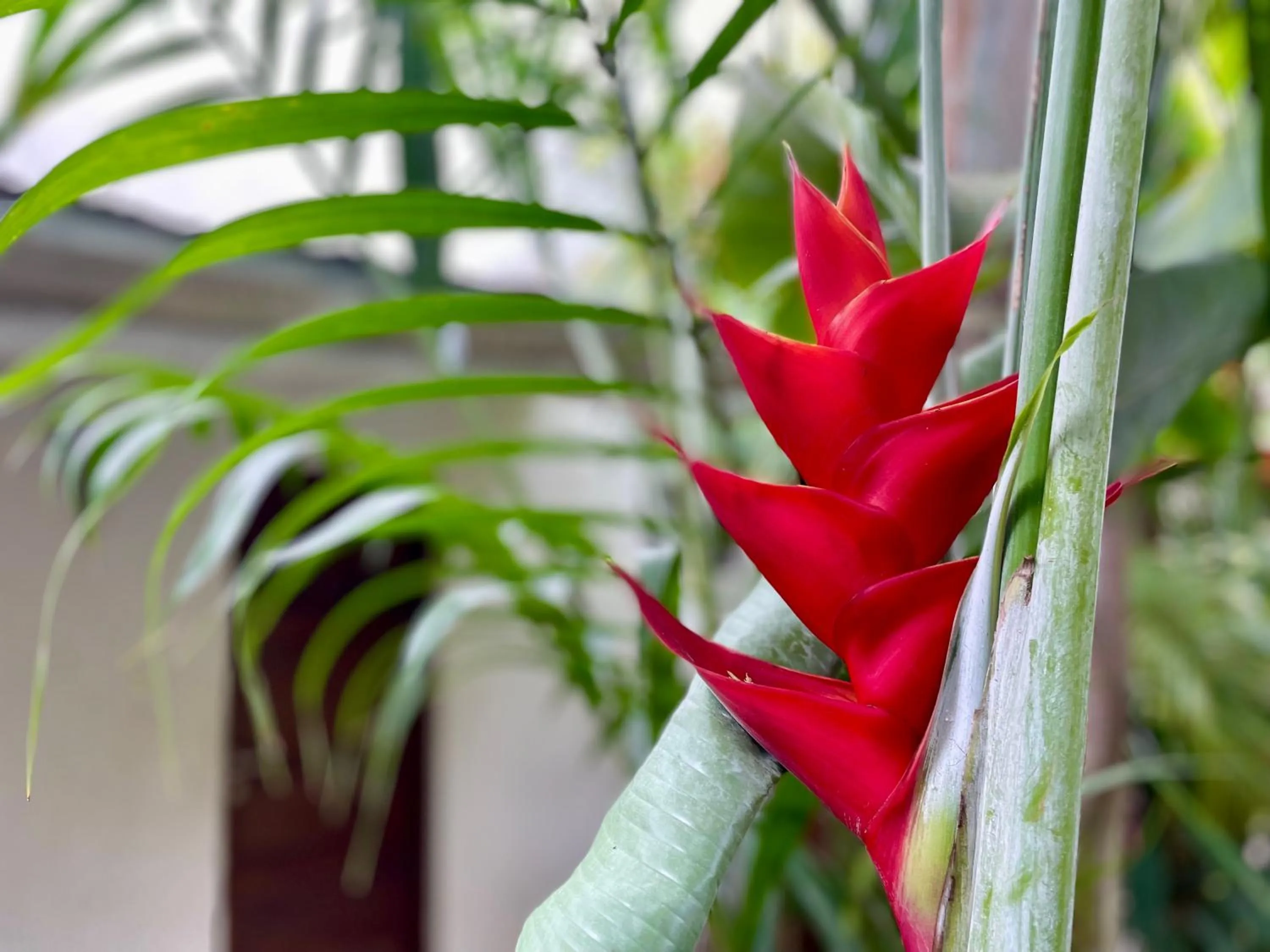 Garden in Gaia Villas