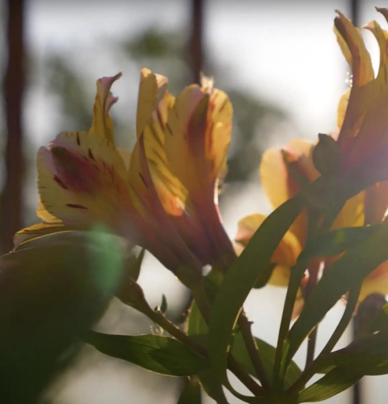 Spring in La Houache Chambres d'Hôtes