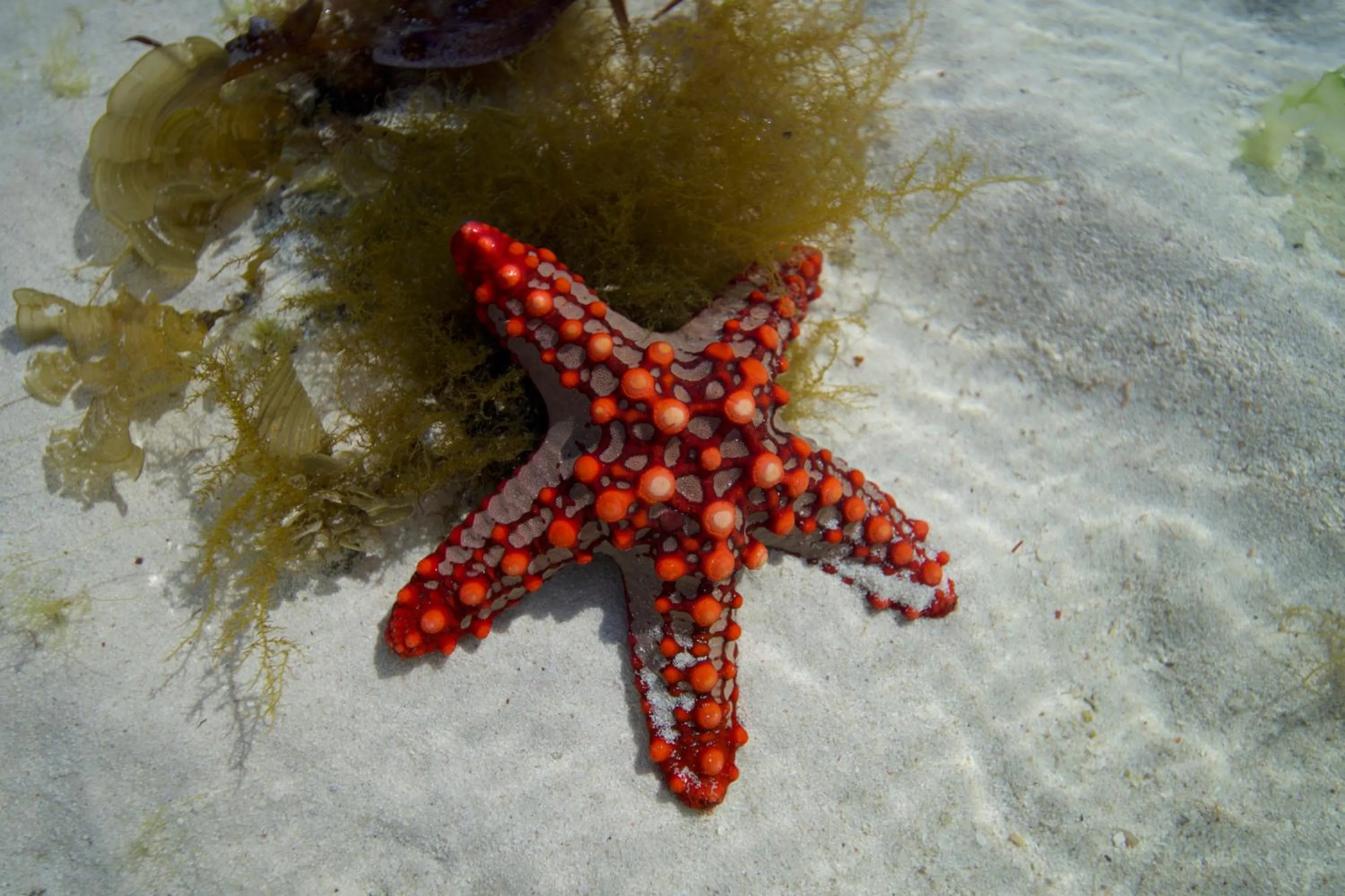Animals in The Mida Creek Hotel