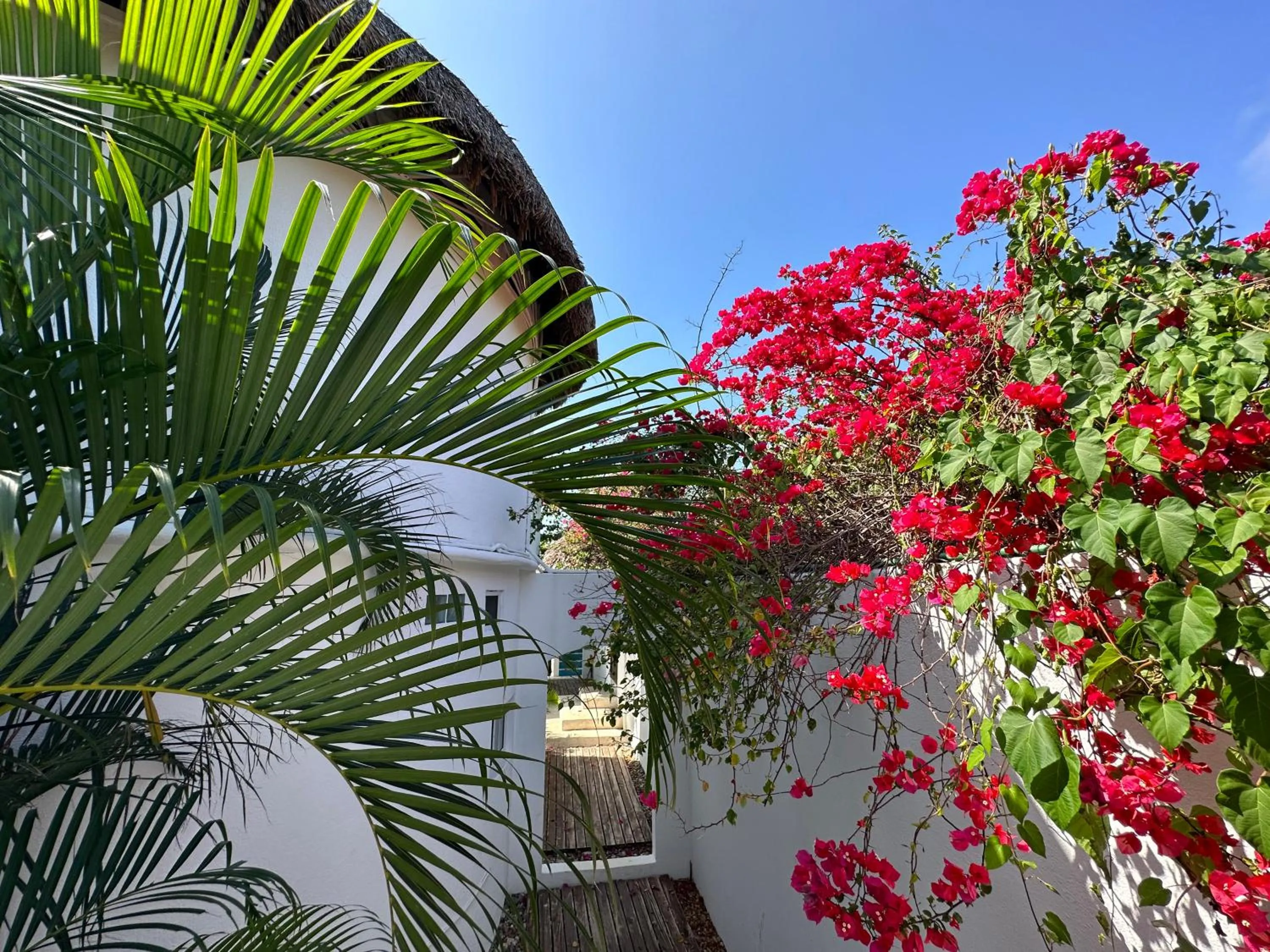 Garden view in Beachfront Paradise Boutique Hotel