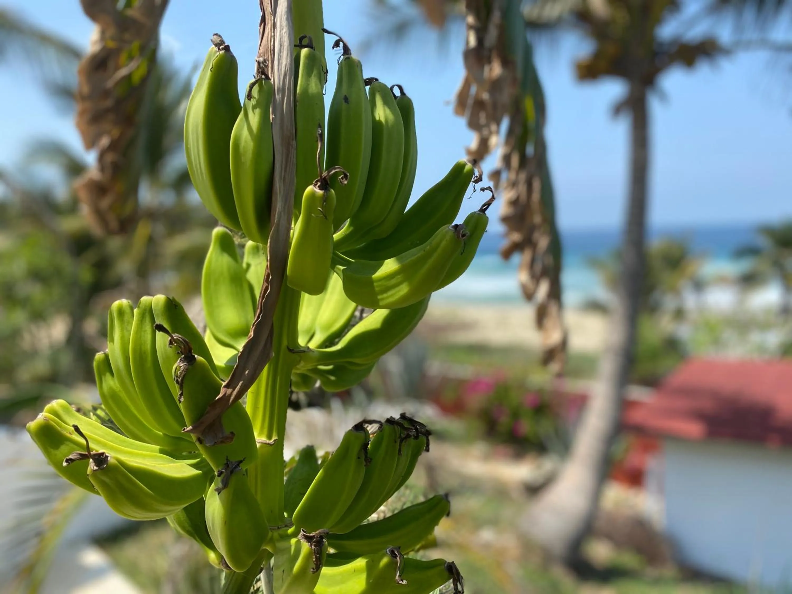 Garden in Beachfront Paradise Boutique Hotel