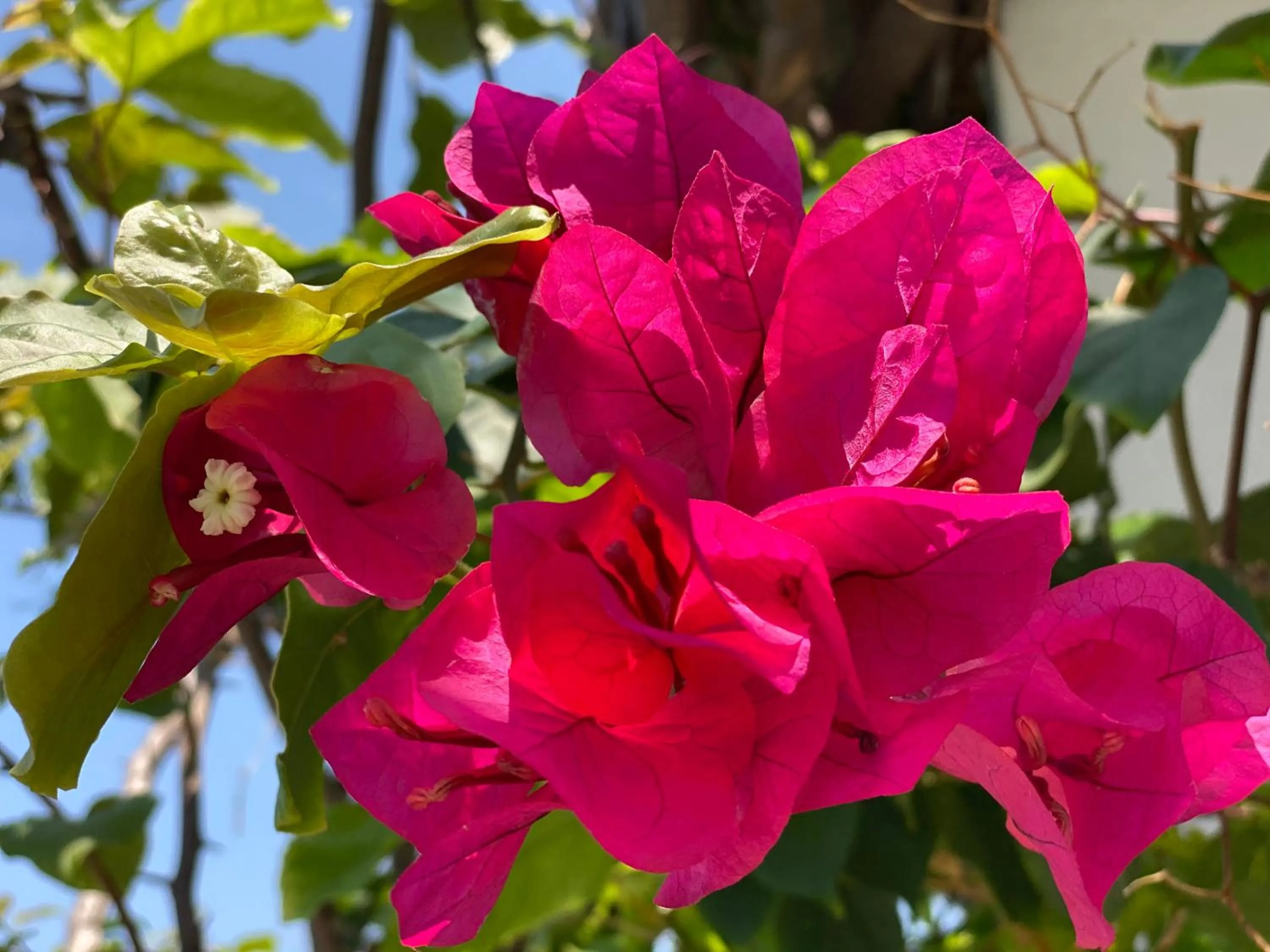 Garden in Beachfront Paradise Boutique Hotel